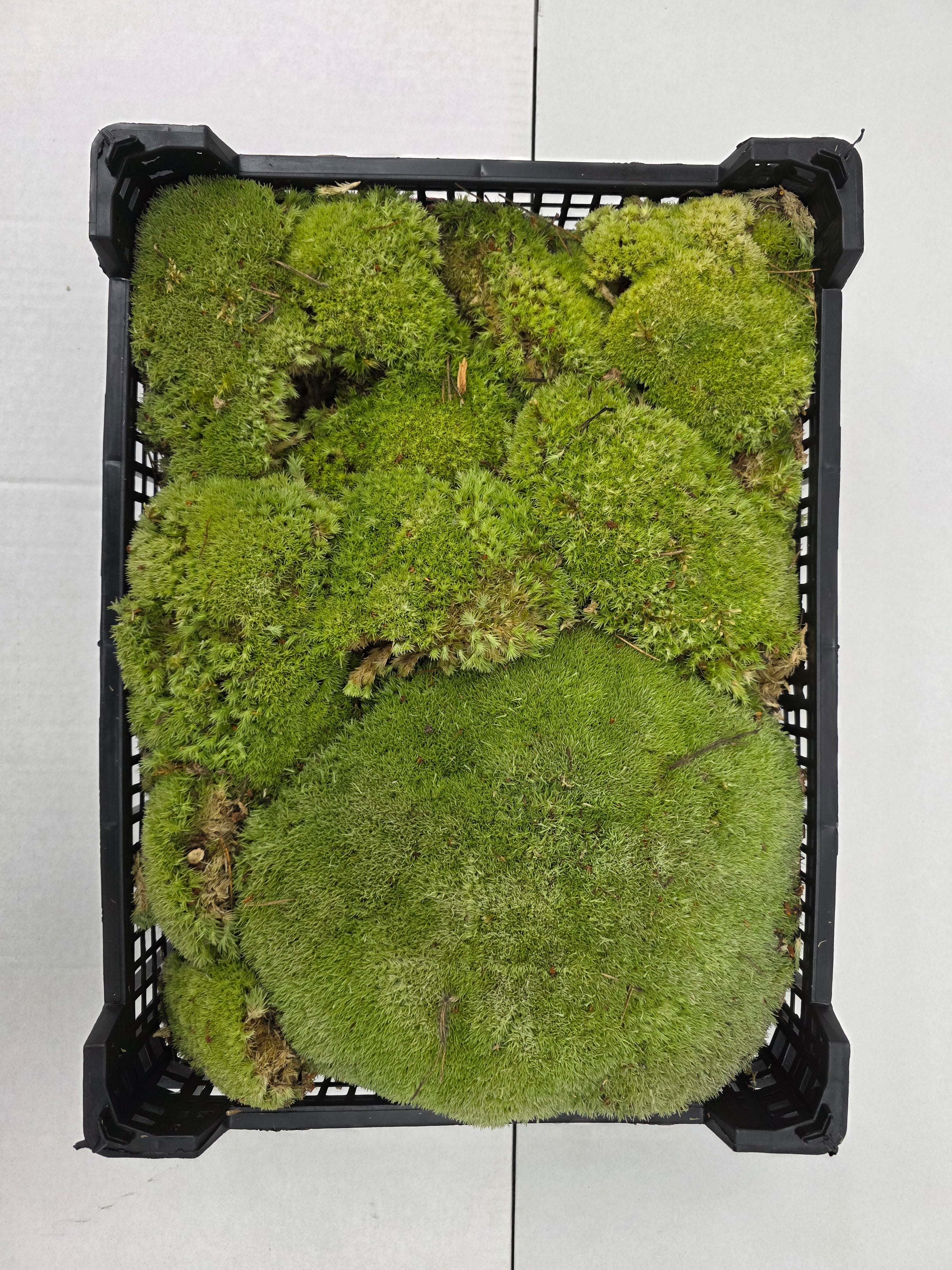 Moss Bolmos