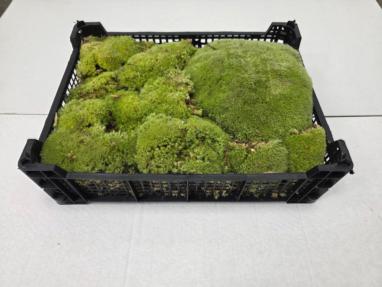 Moss Bolmos