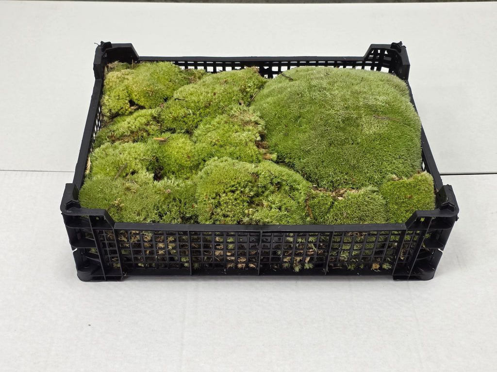 Moss Bolmos