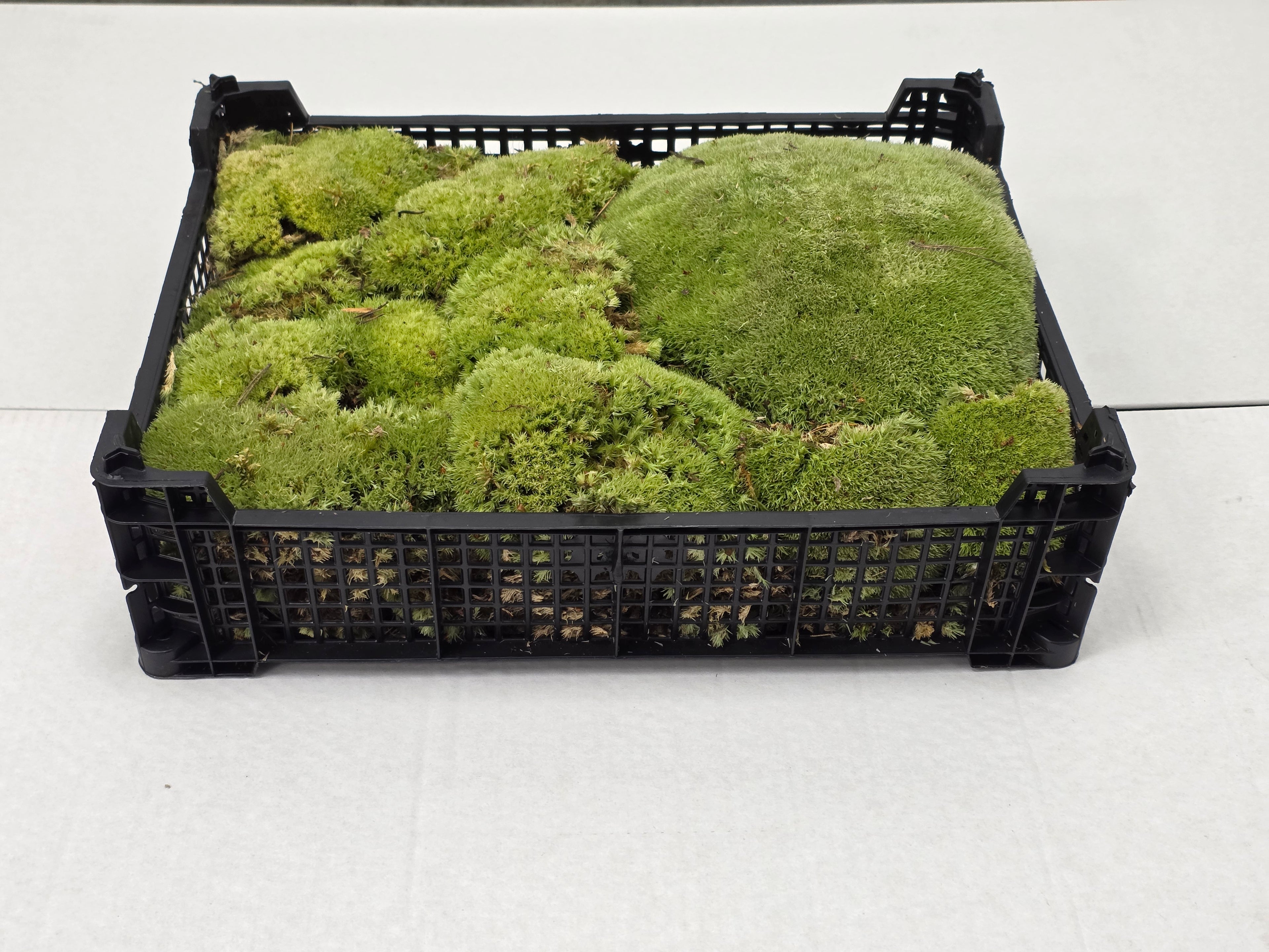 Moss Bolmos