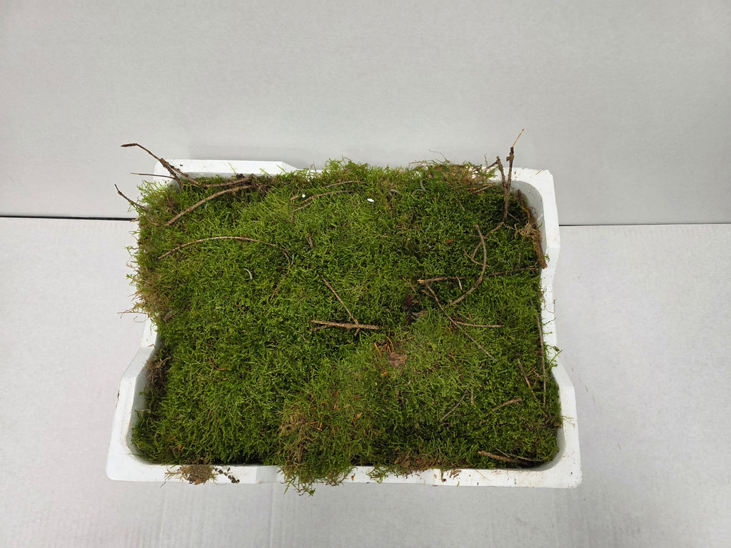Moss Platmos
