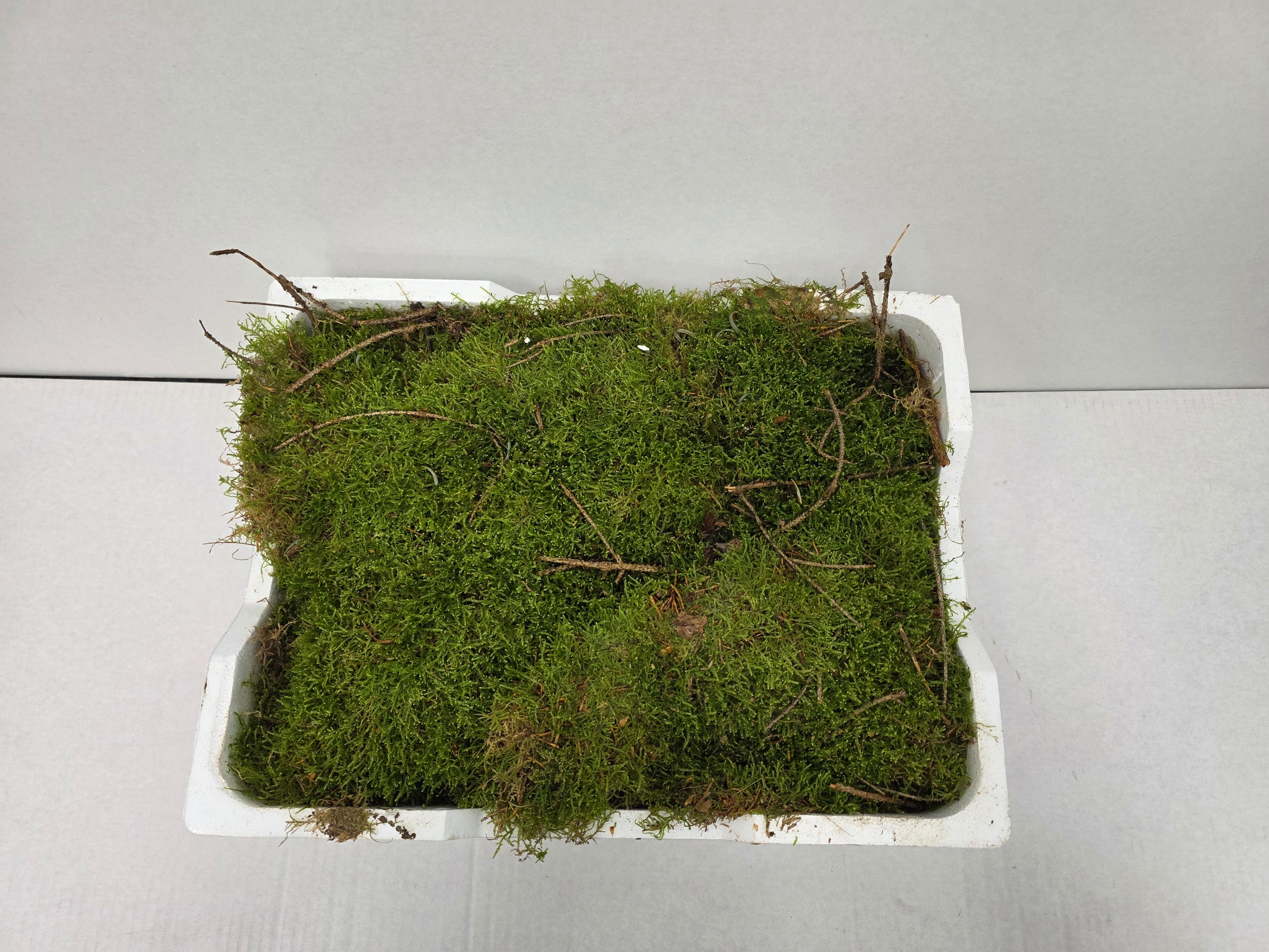 Moss Platmos