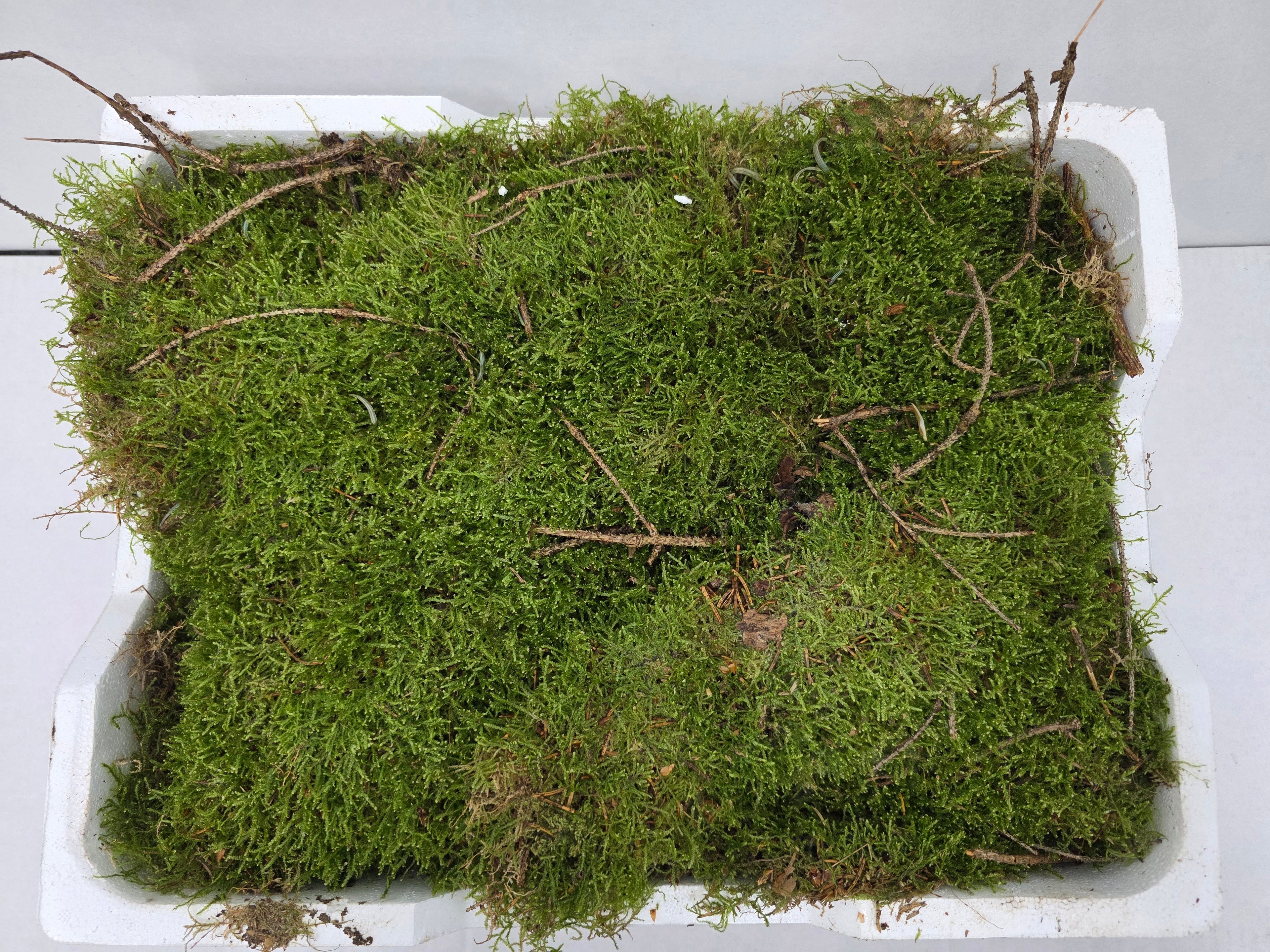 Moss Platmos