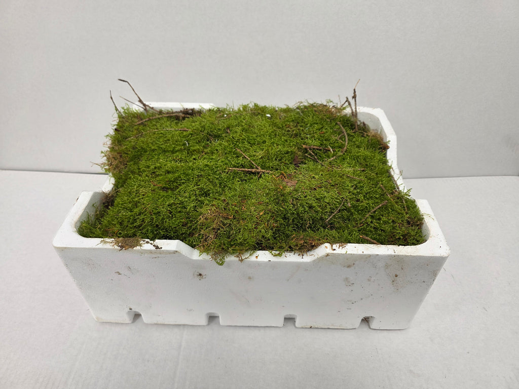Moss Platmos