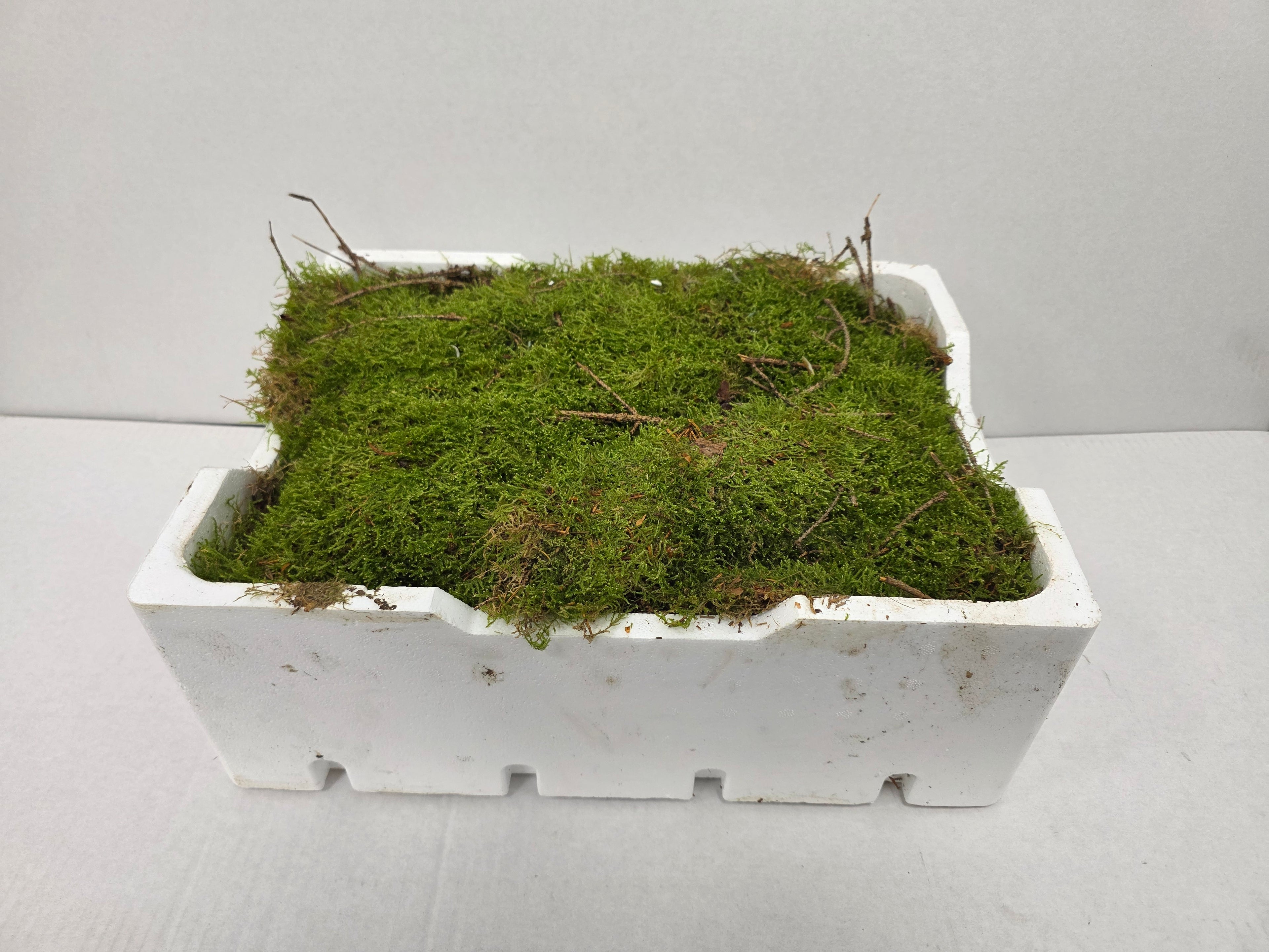 Moss Platmos