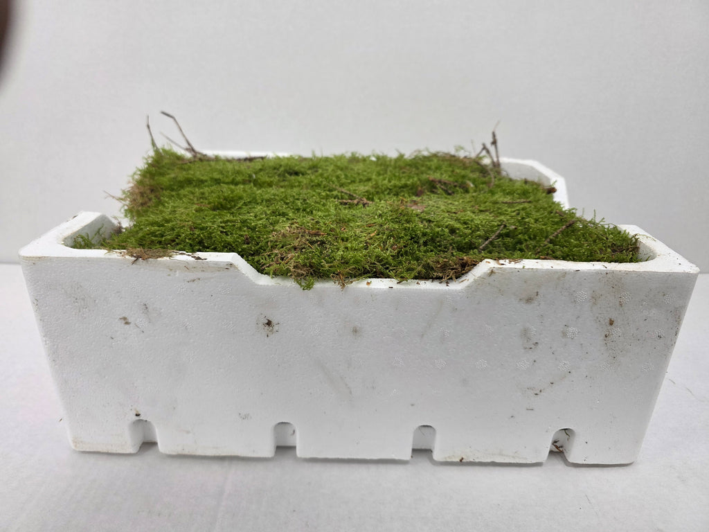 Moss Platmos