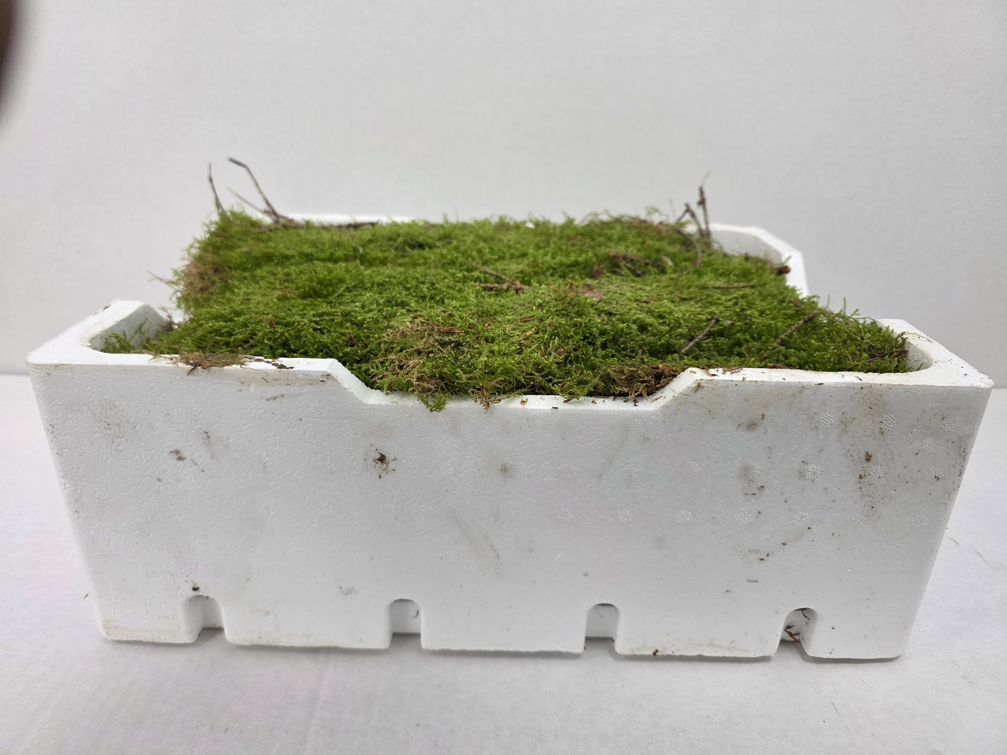 Moss Platmos