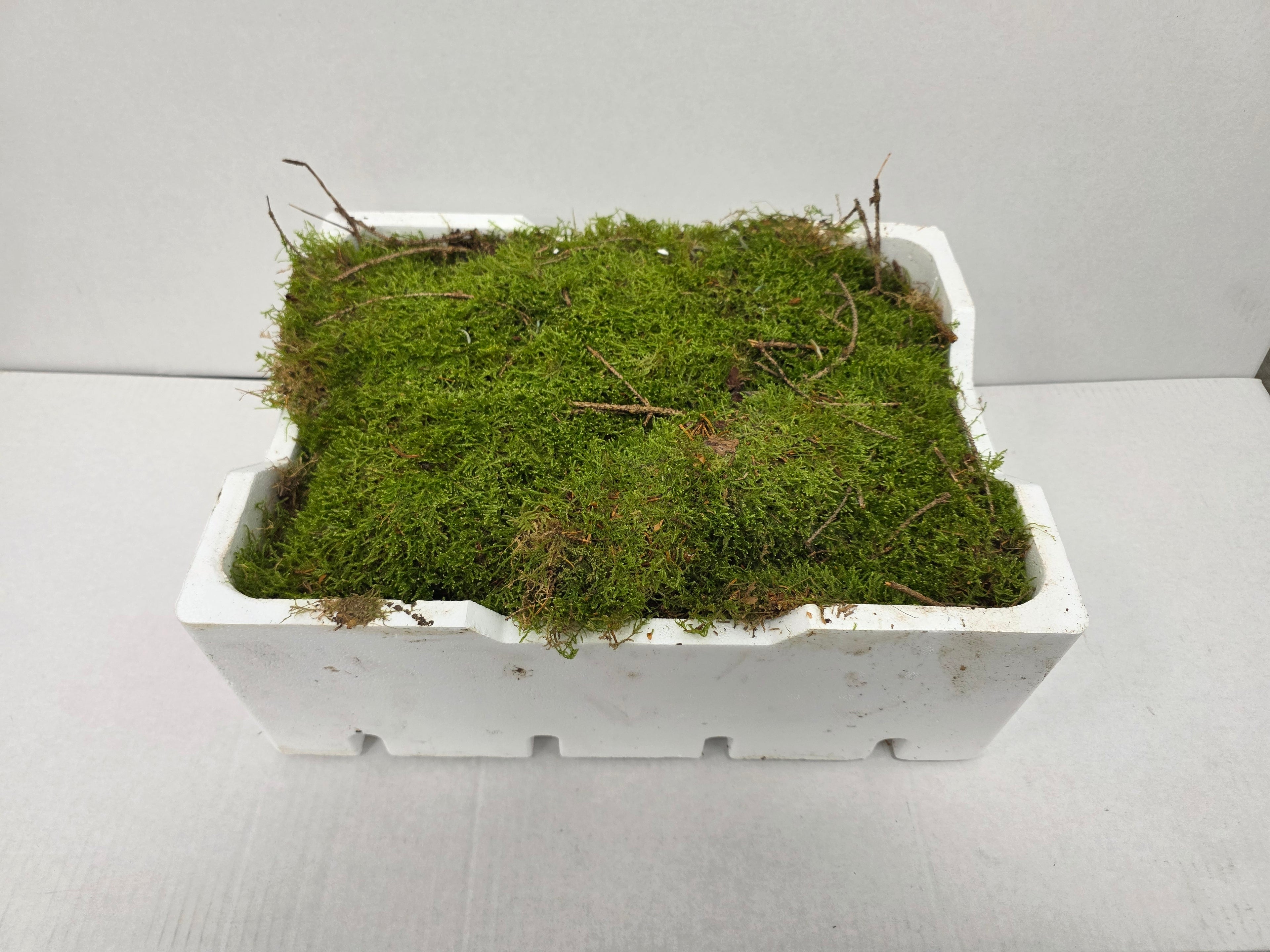Moss Platmos