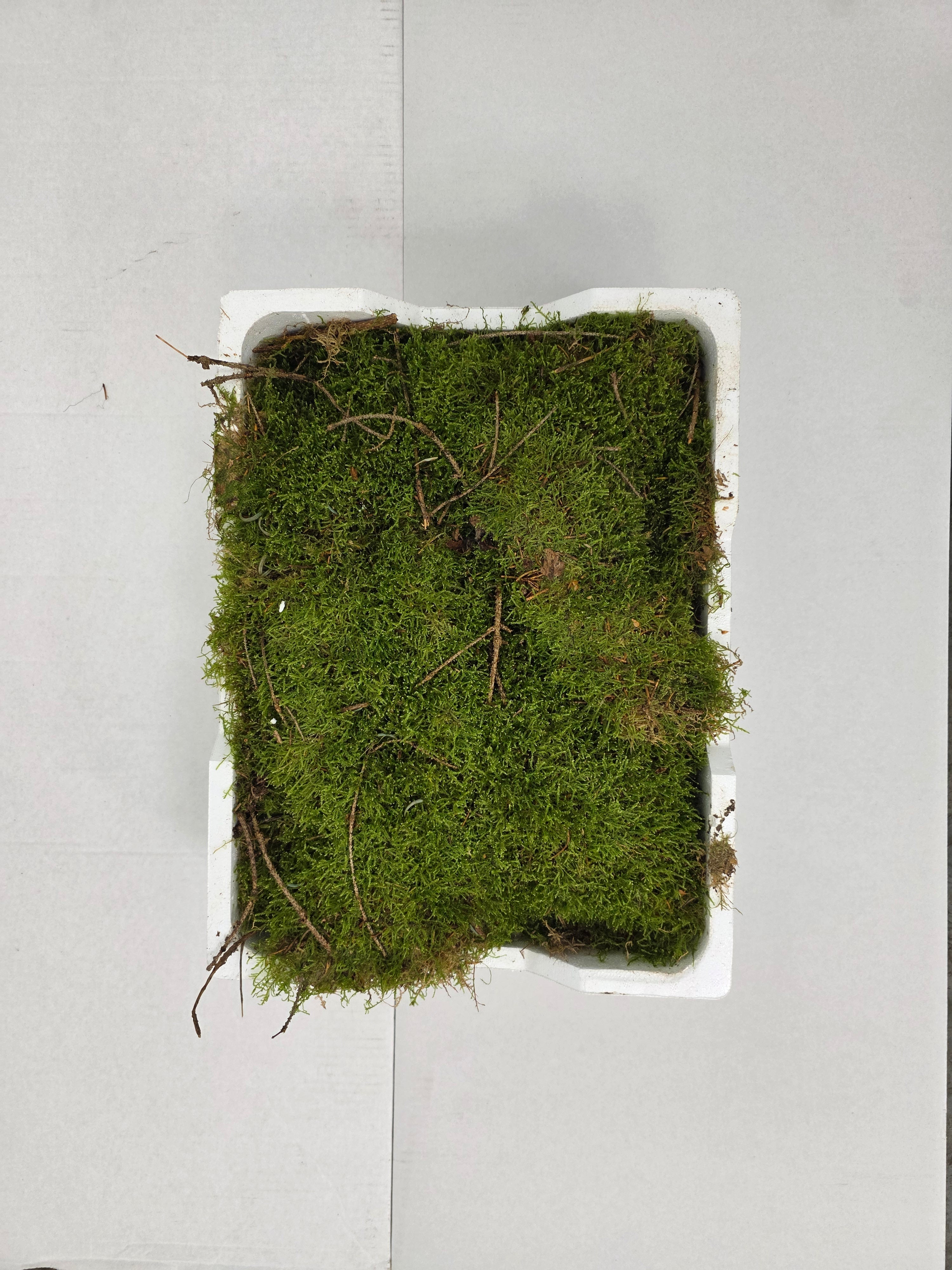 Moss Platmos