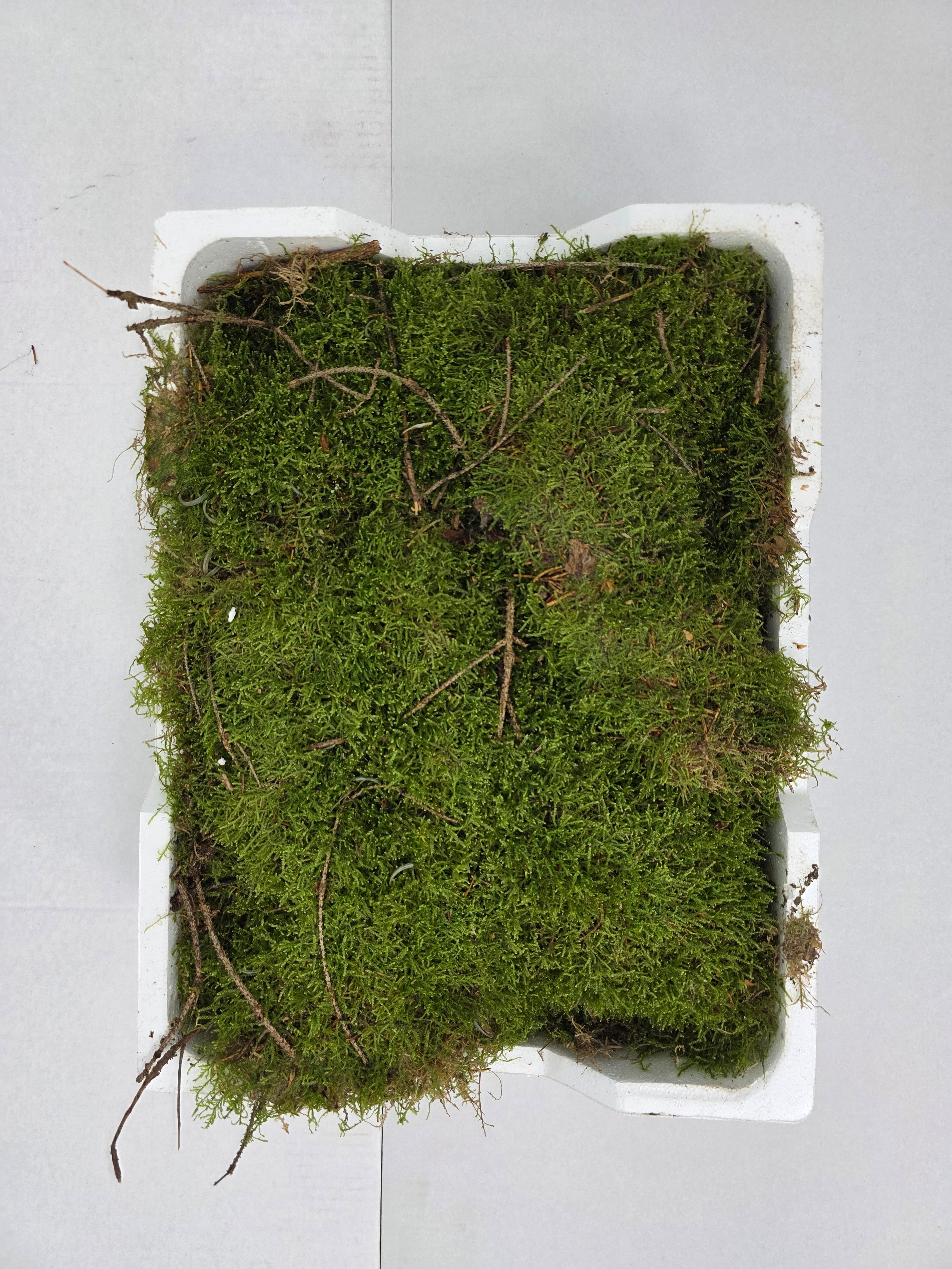 Moss Platmos