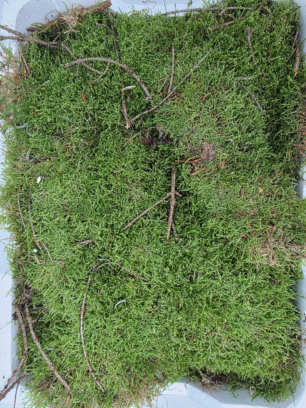 Moss Platmos
