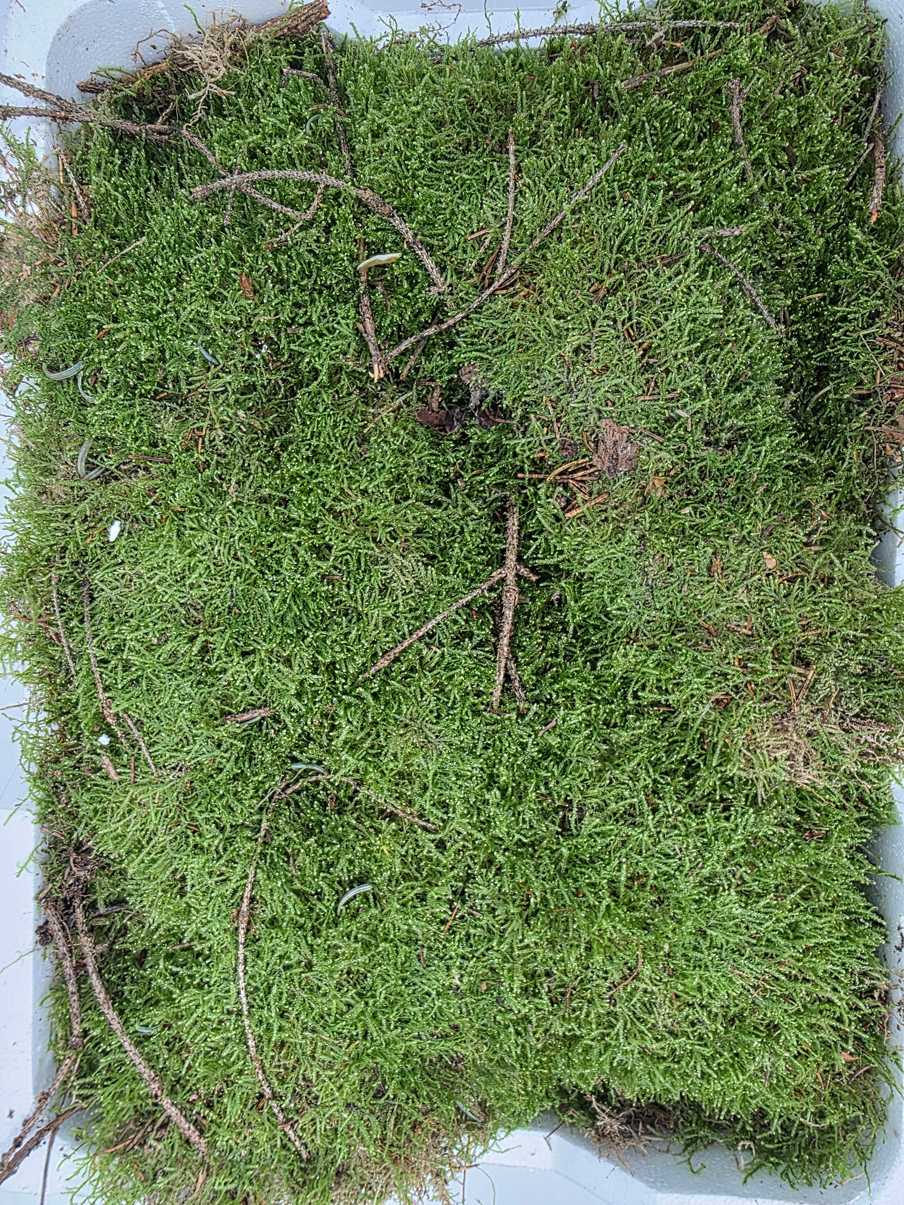 Moss Platmos