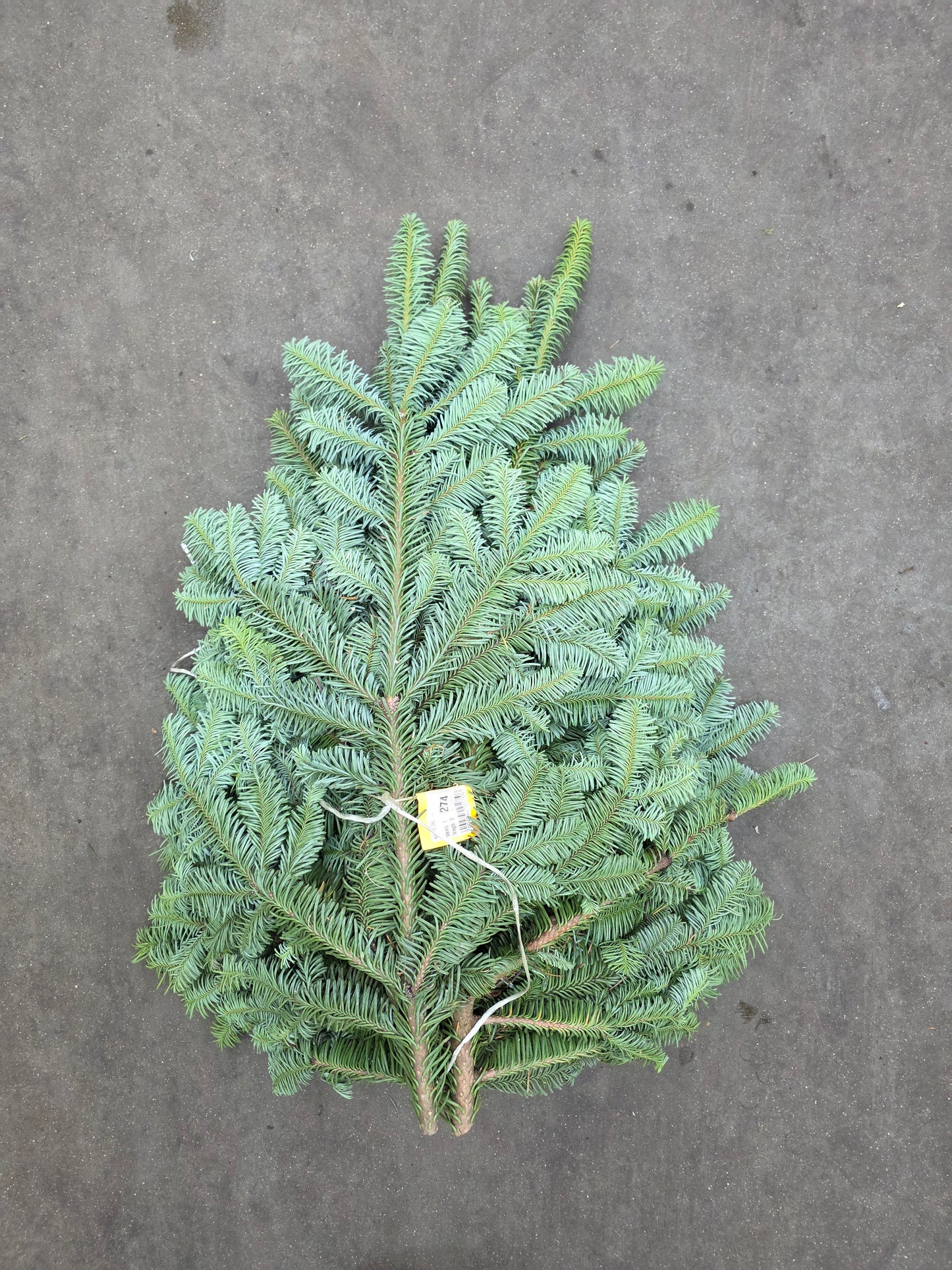 Nobilis (5kg) Blue Pine