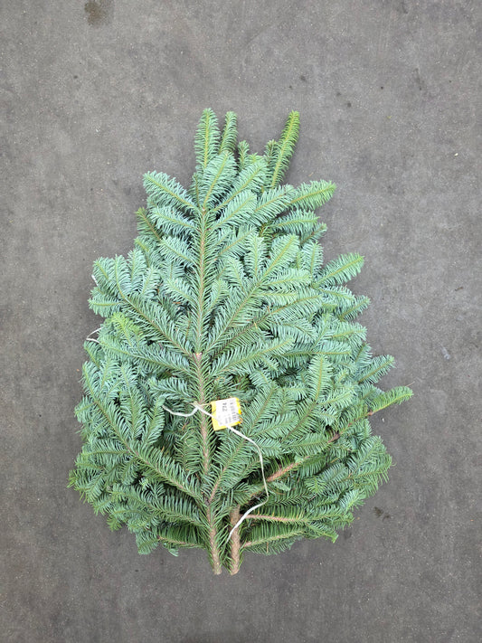 Nobilis (5kg) Blue Pine