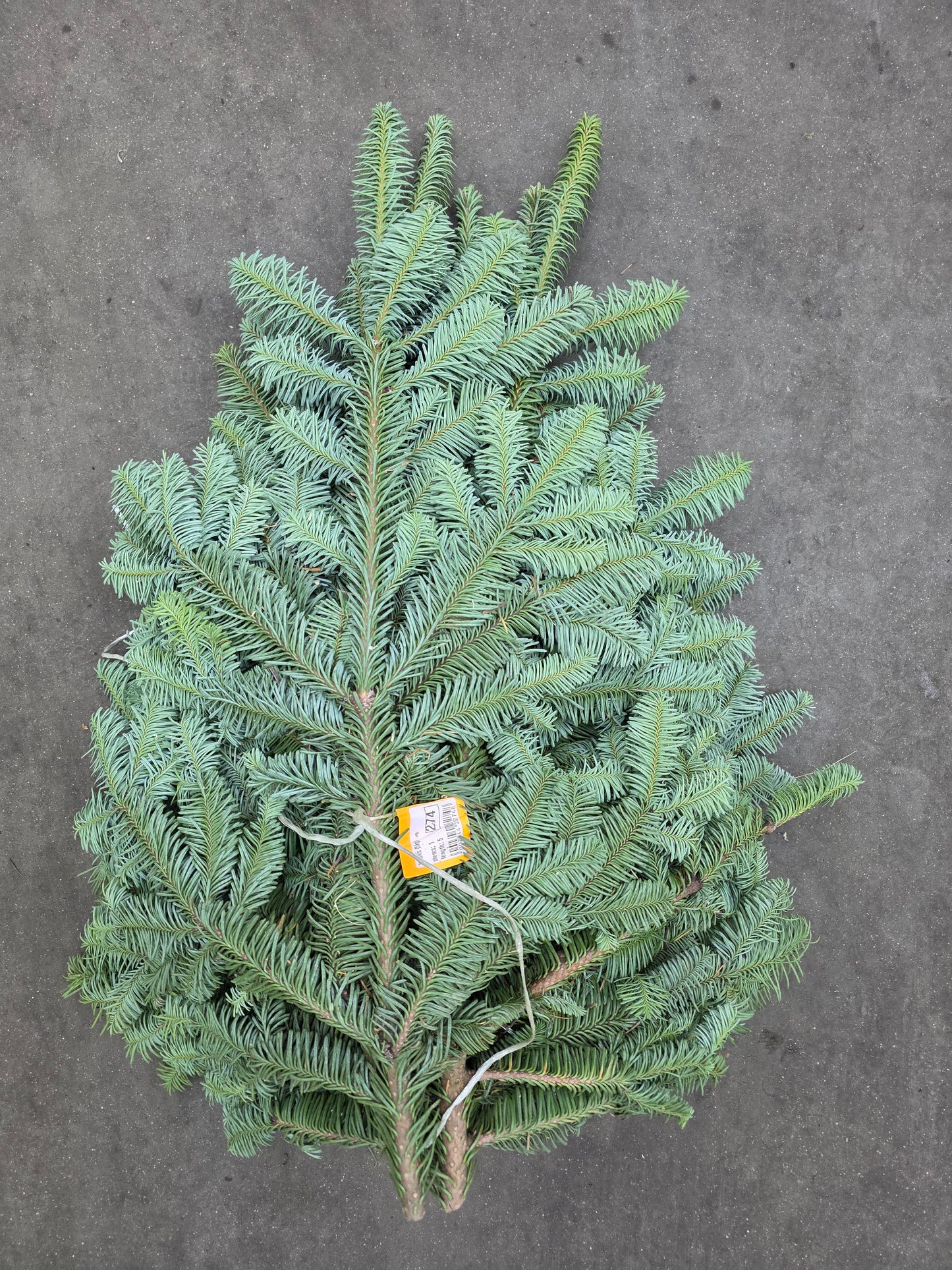 Nobilis (5kg) Blue Pine
