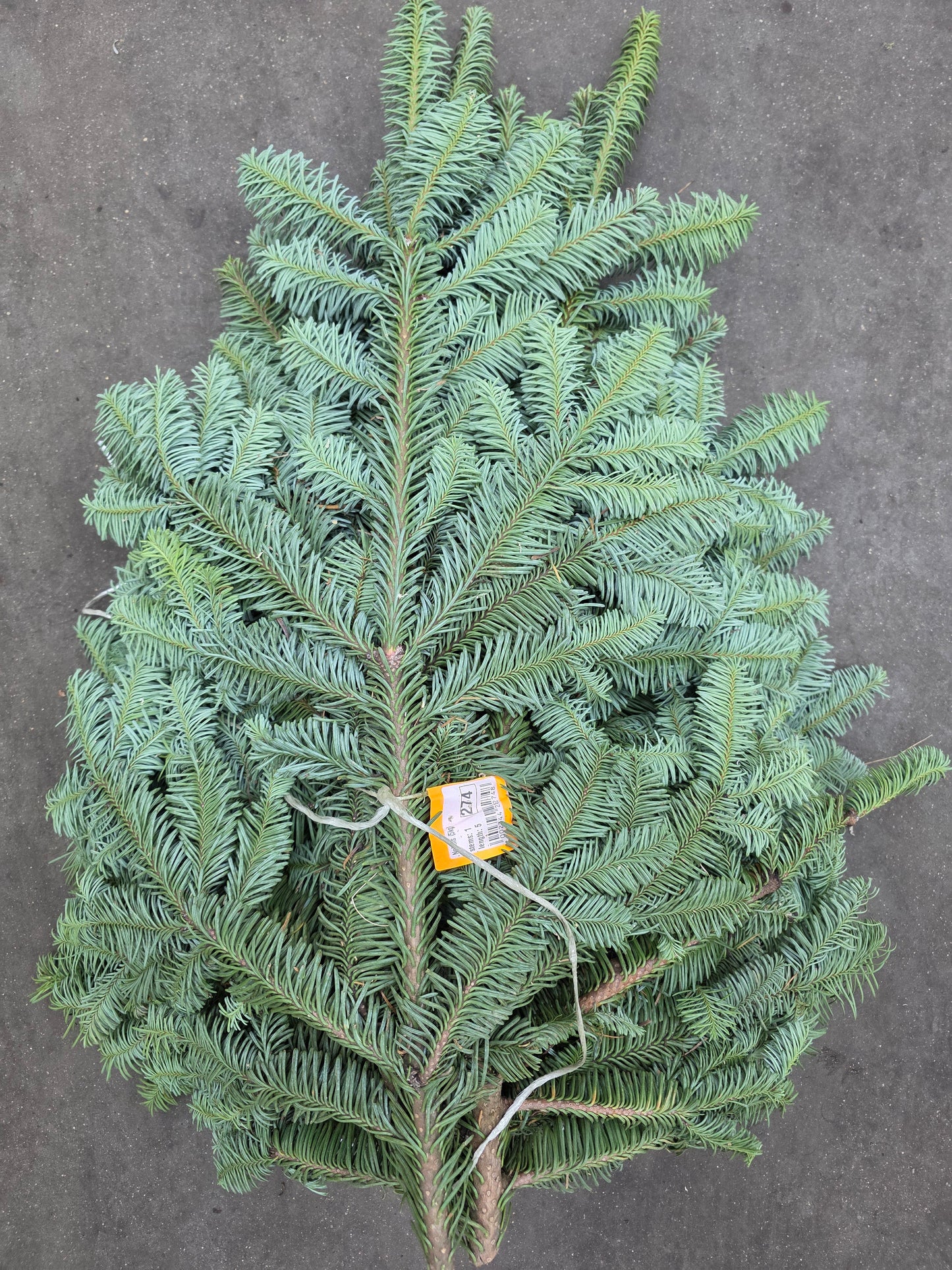 Nobilis (5kg) Blue Pine