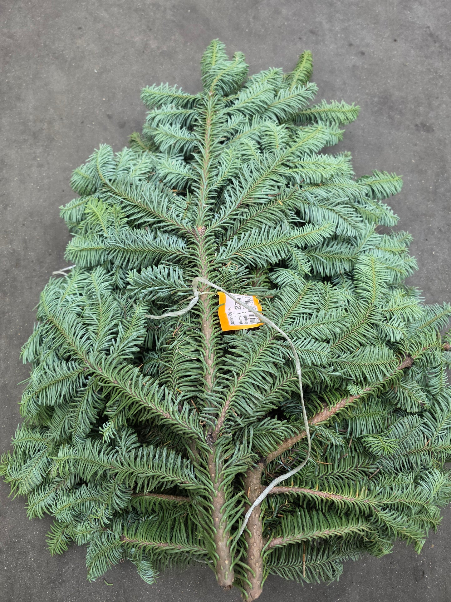 Nobilis (5kg) Blue Pine