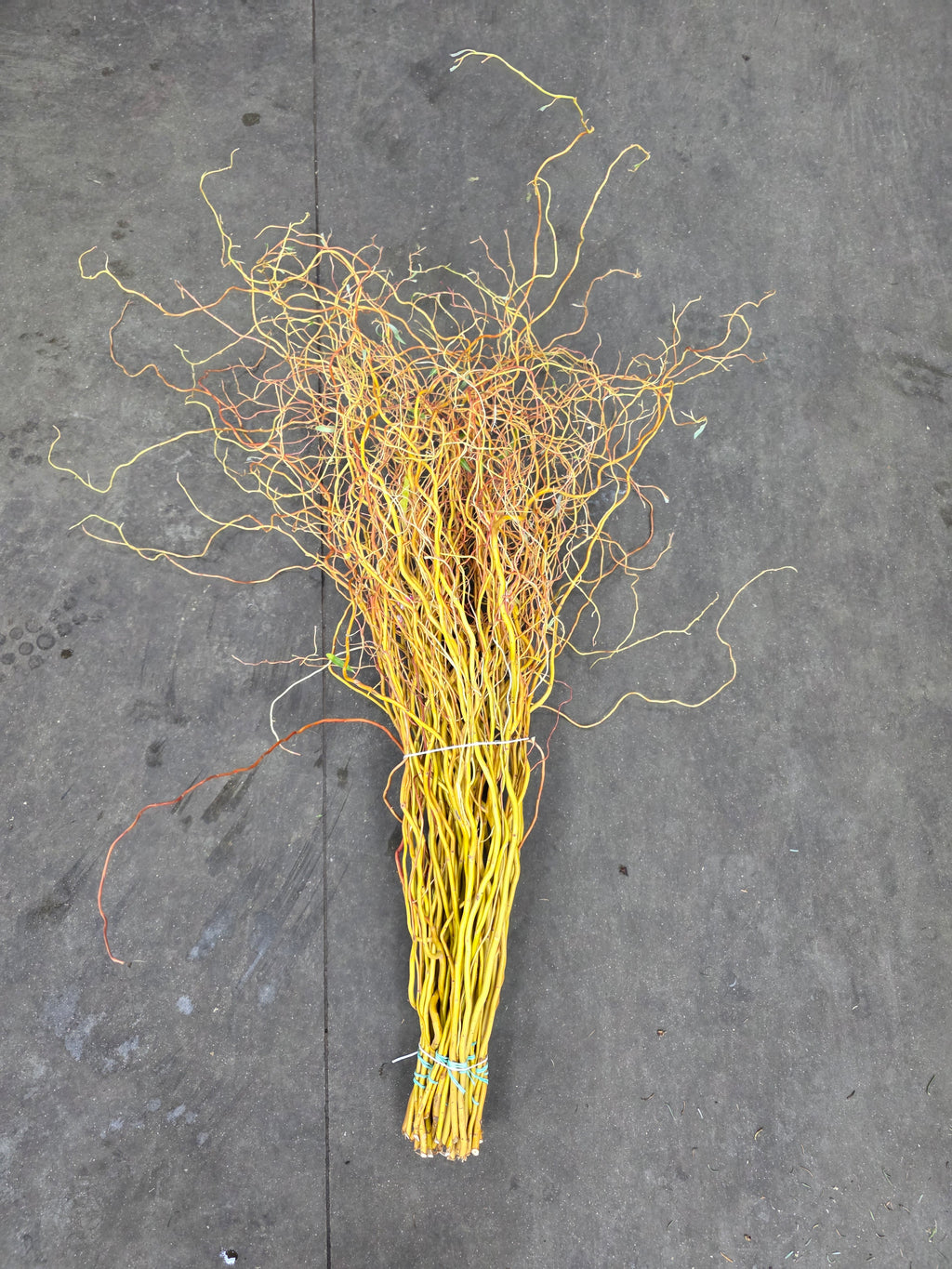 Salix Golden Curls 130cm