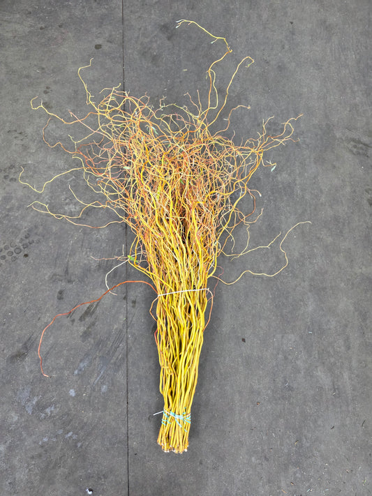Salix Golden Curls