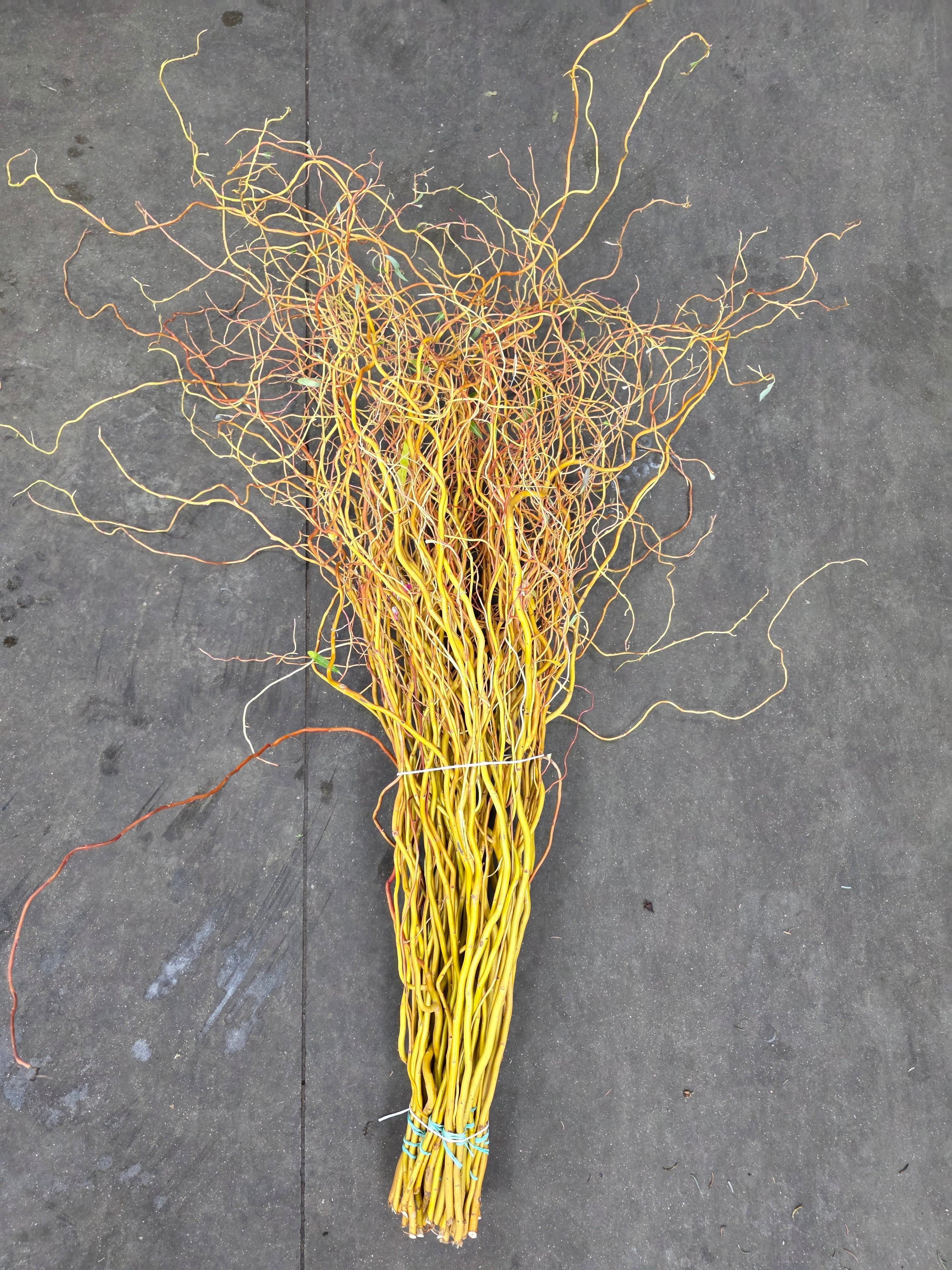 Salix Golden Curls 130cm