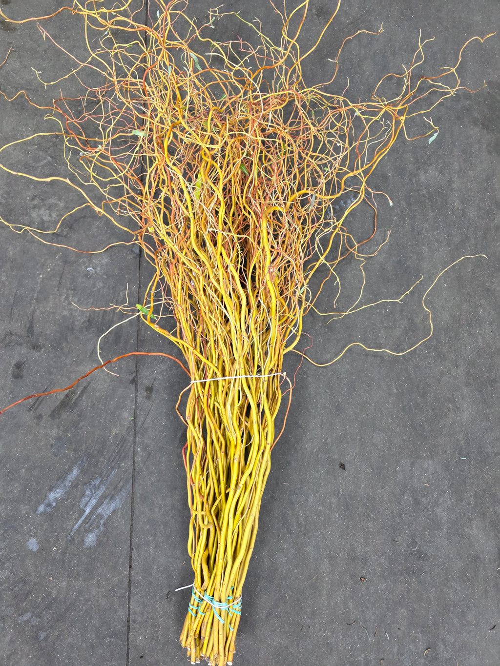Salix Golden Curls 130cm