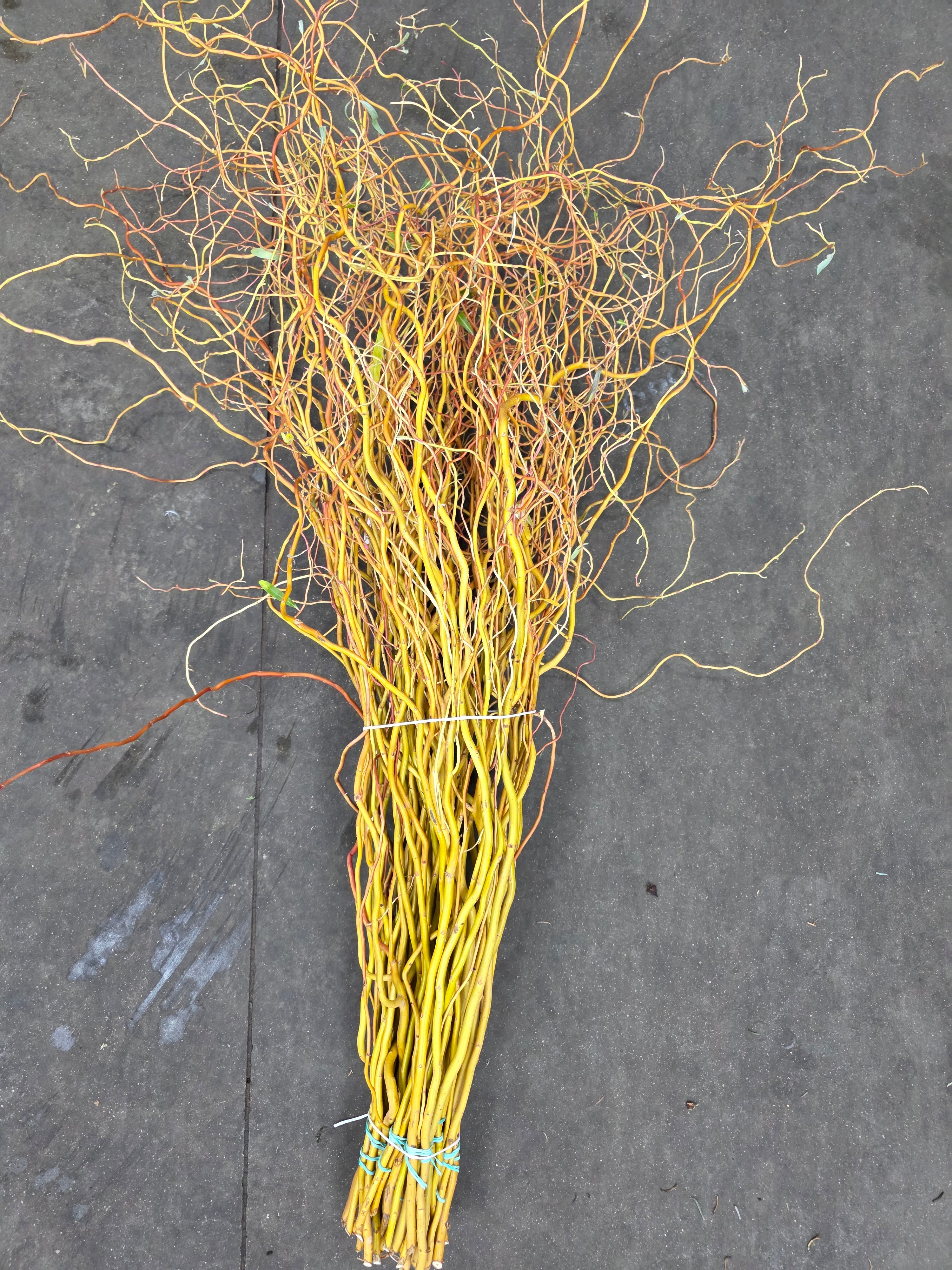 Salix Golden Curls 130cm