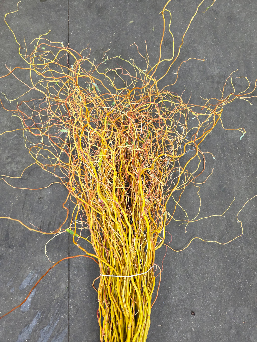Salix Golden Curls 130cm