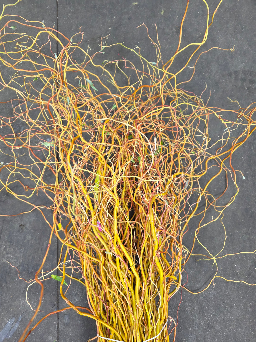 Salix Golden Curls 130cm