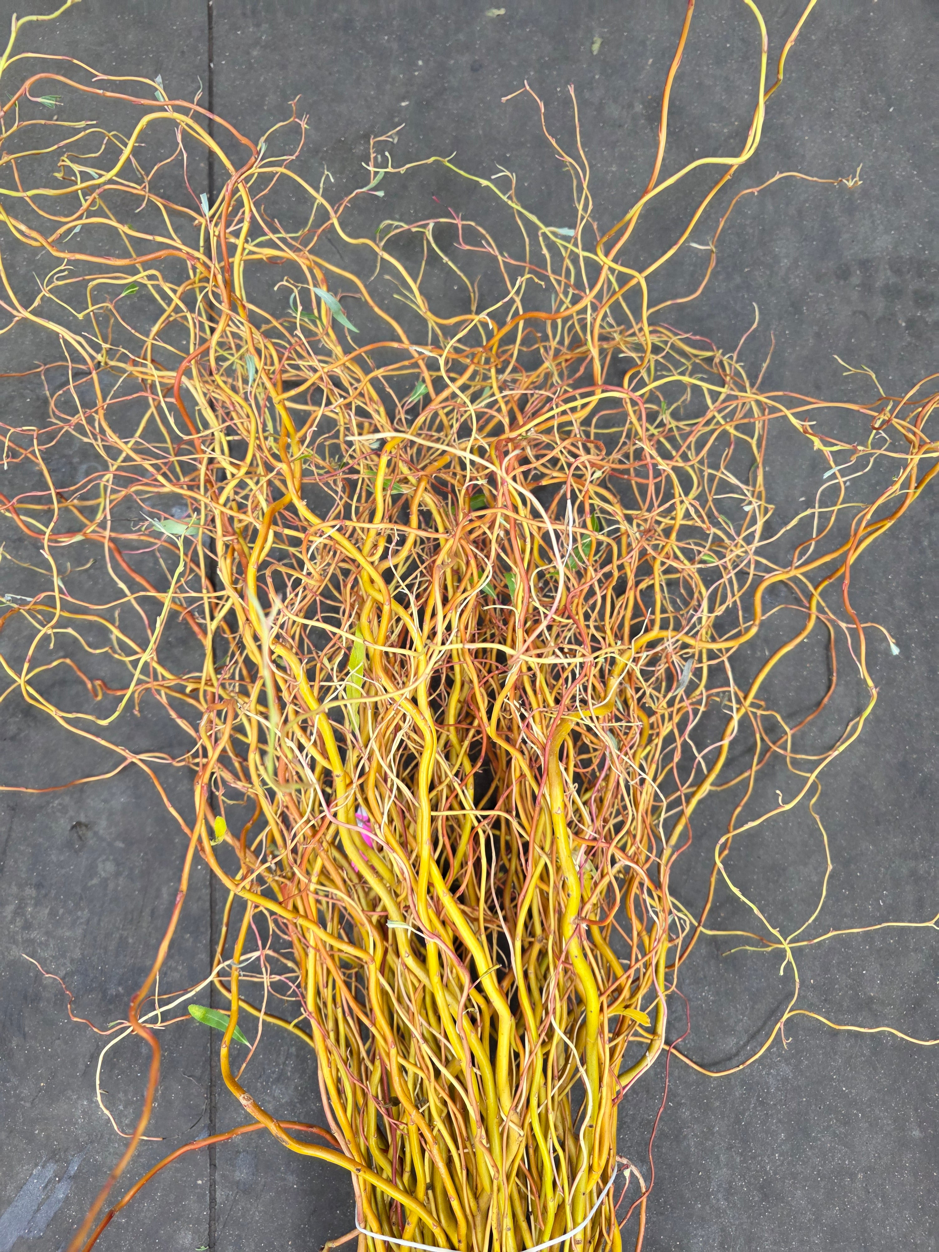 Salix Golden Curls 130cm