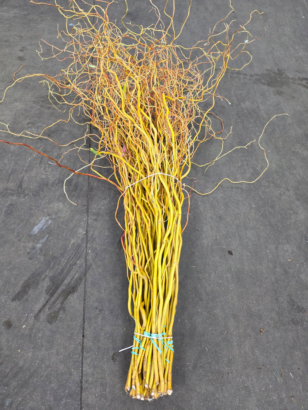 Salix Golden Curls 130cm
