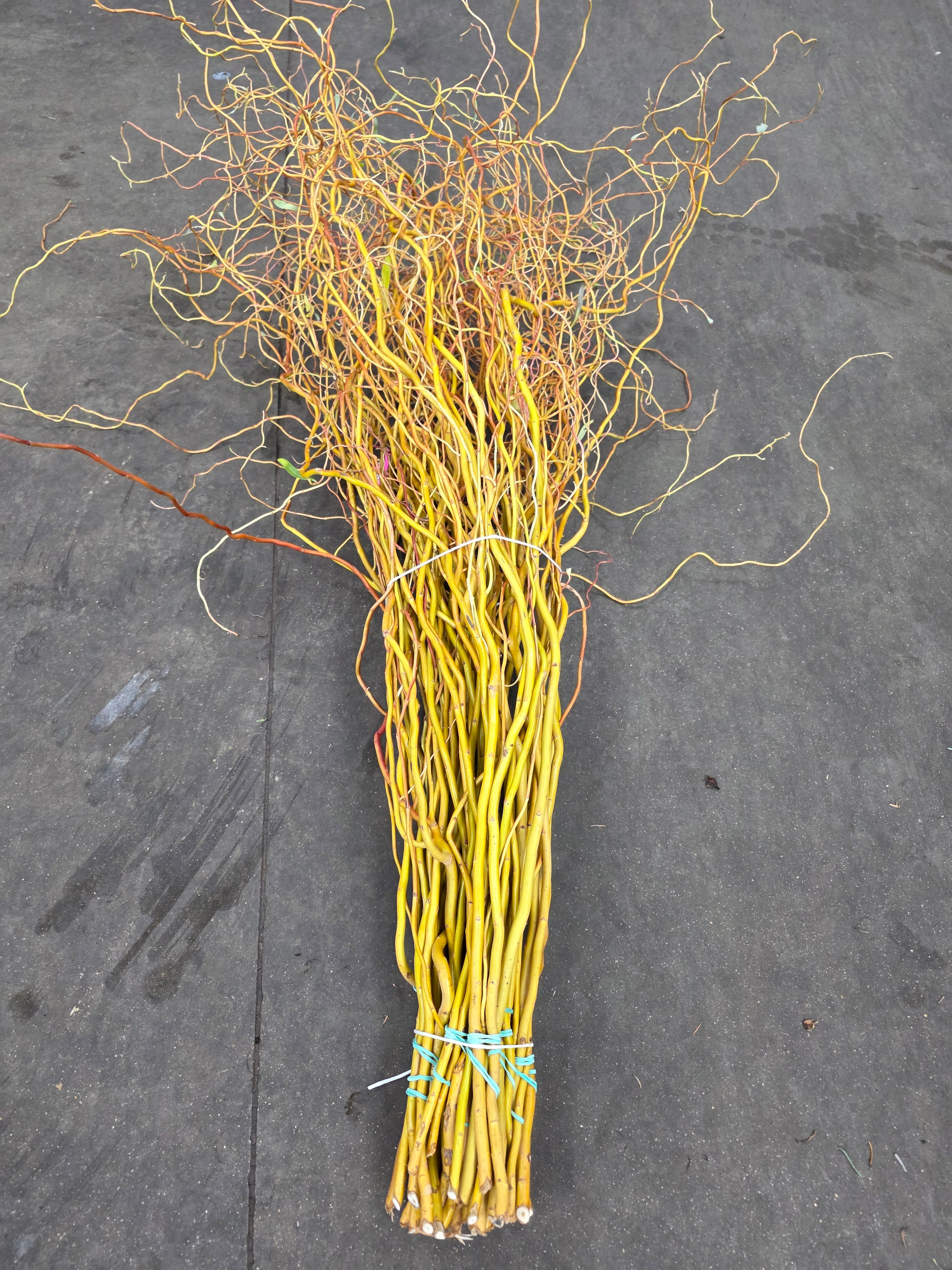 Salix Golden Curls 130cm