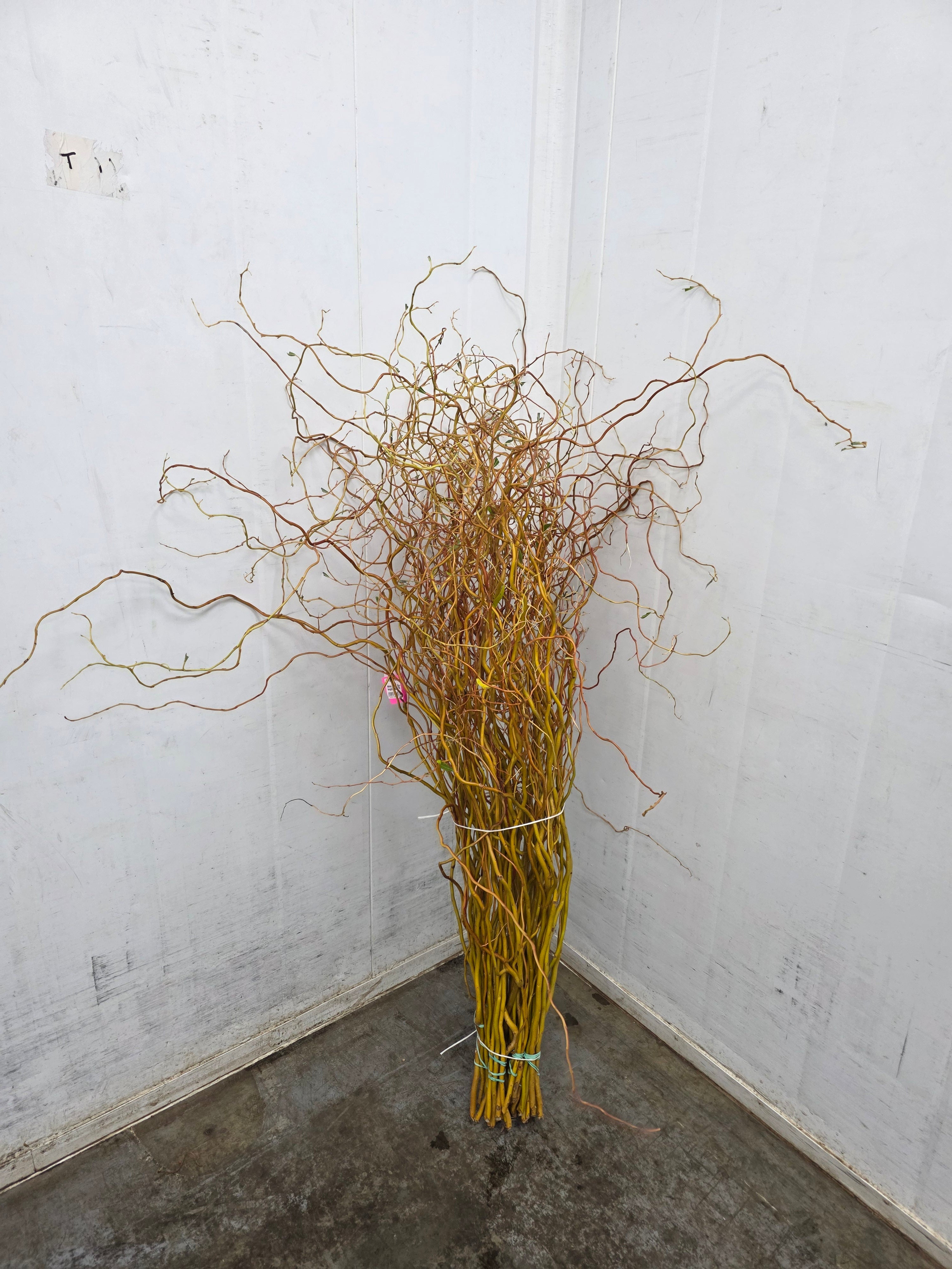 Salix Golden Curls 130cm