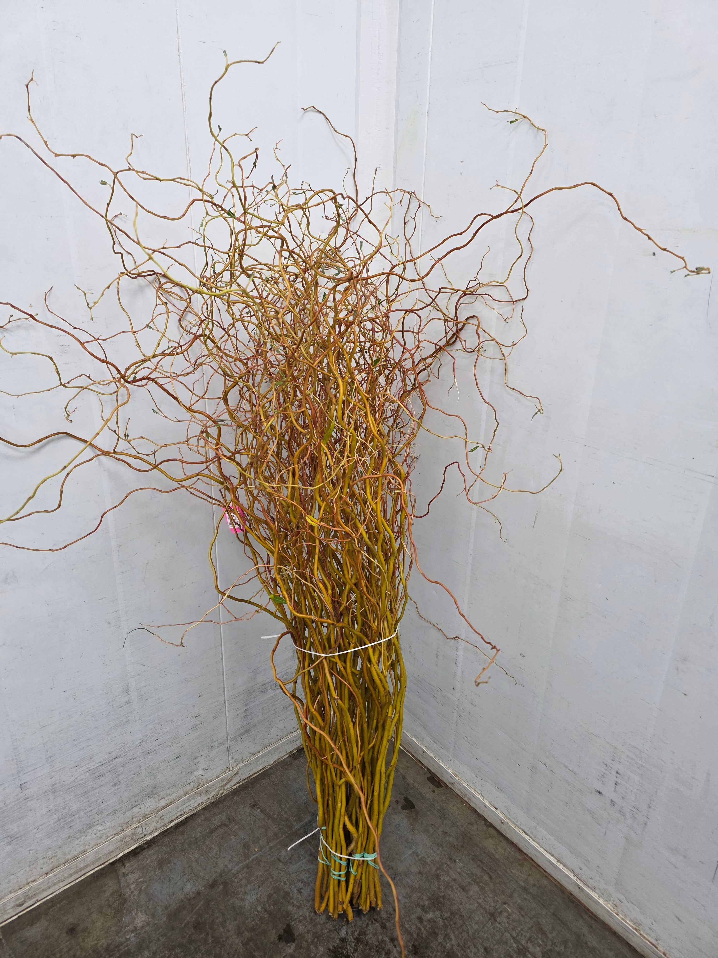 Salix Golden Curls 130cm