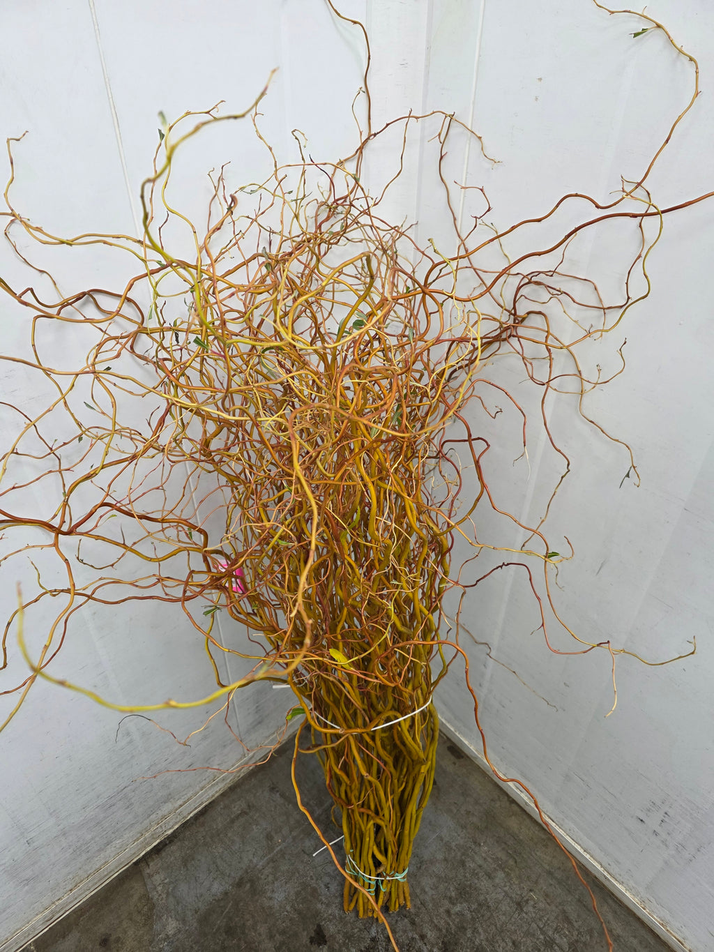 Salix Golden Curls 130cm