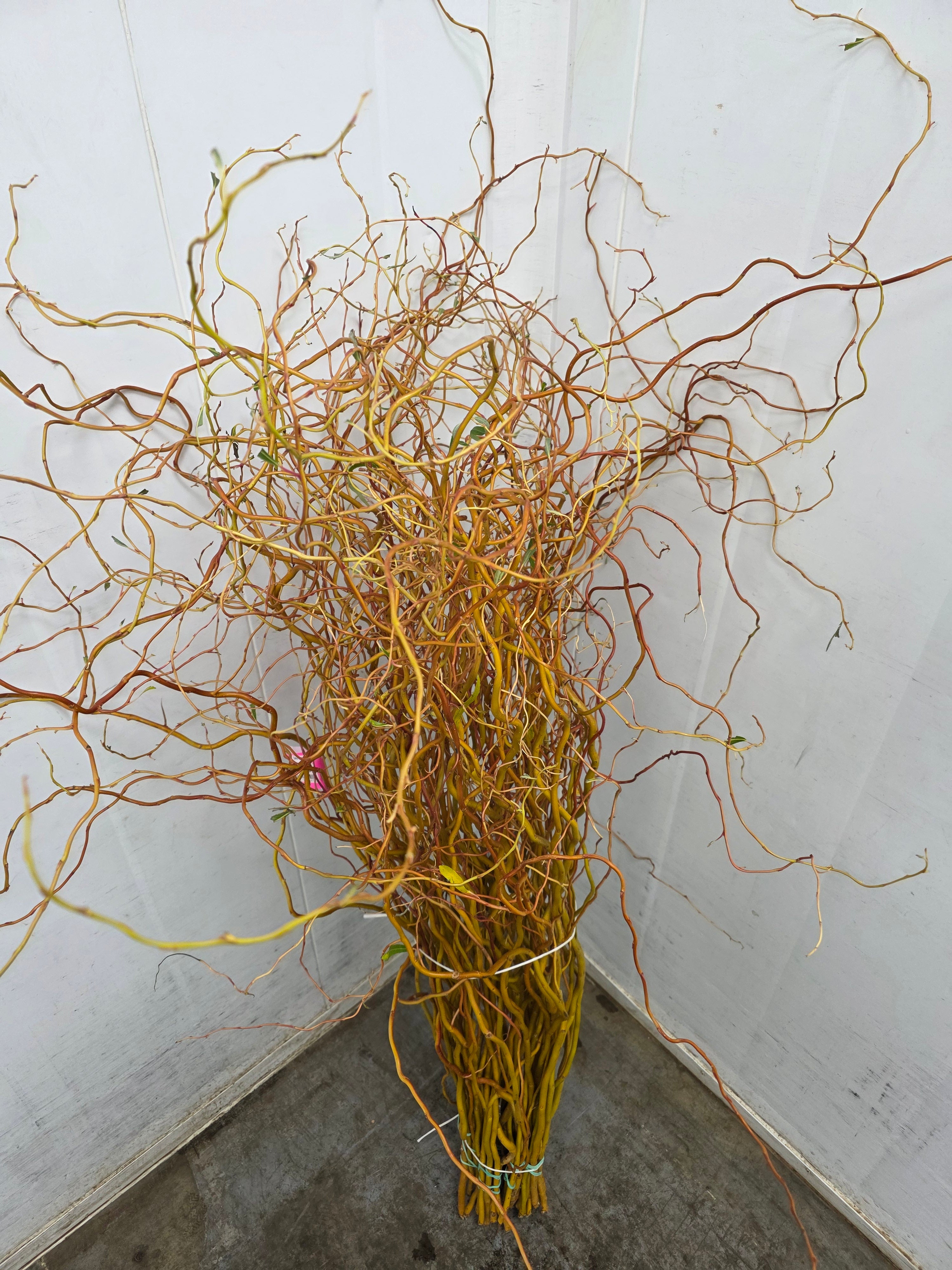 Salix Golden Curls 130cm