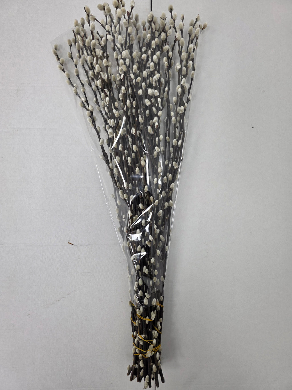 Salix Snow Flake 70cm