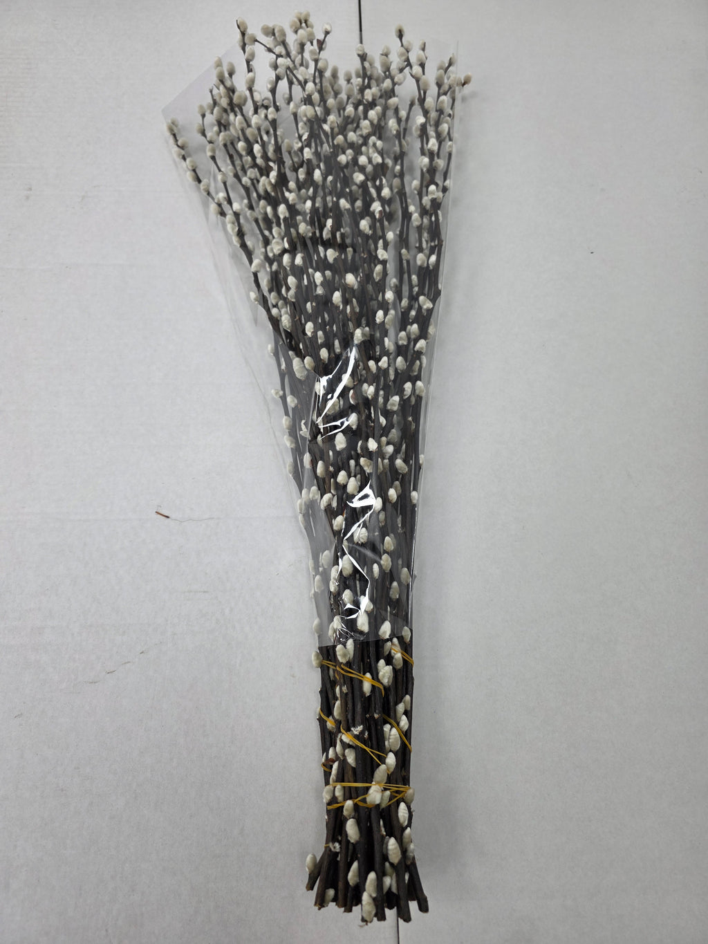 Salix Snow Flake 70cm