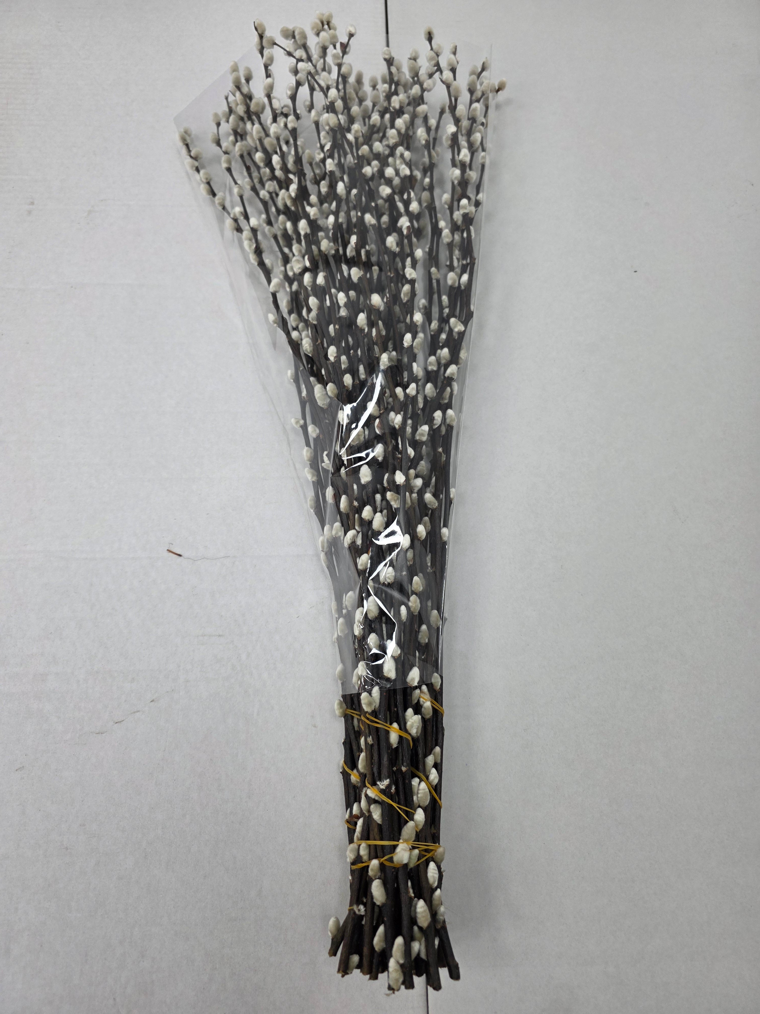 Salix Snow Flake 70cm