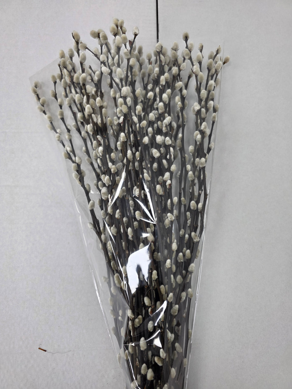 Salix Snow Flake 70cm