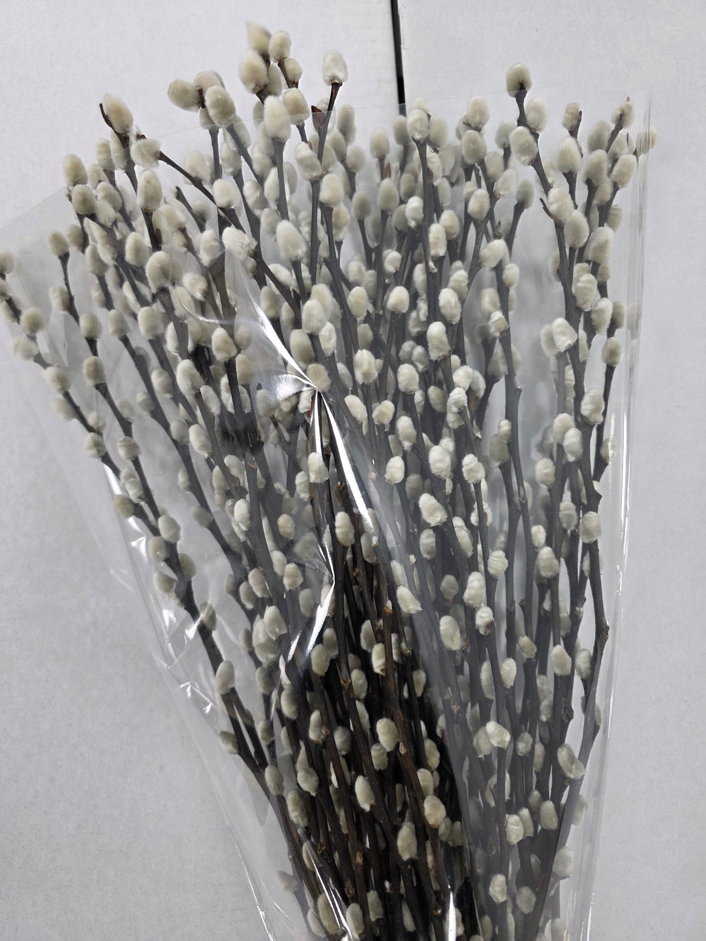 Salix Snow Flake 70cm