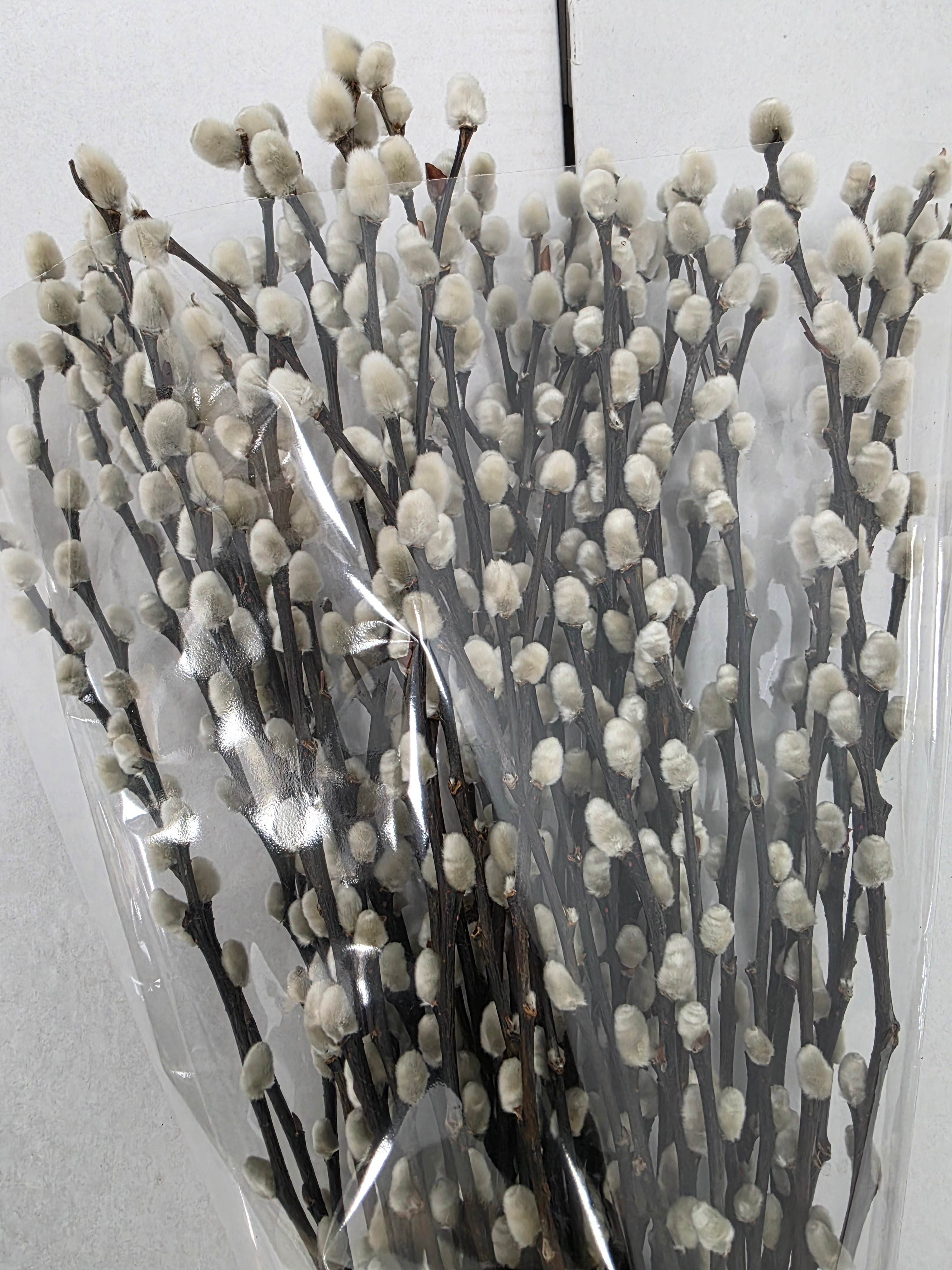 Salix Snow Flake 70cm