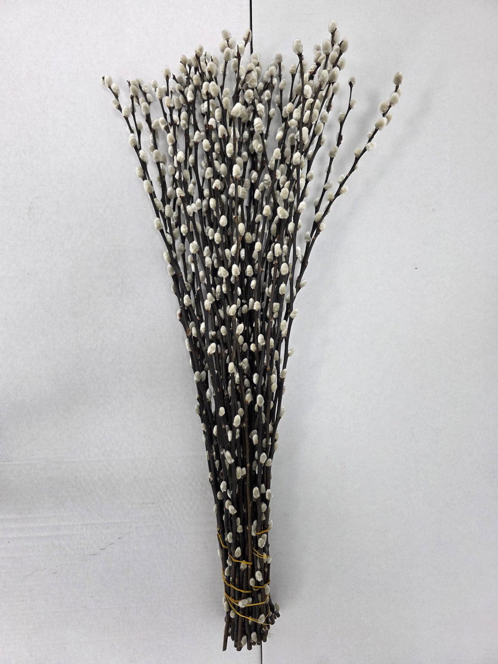 Salix Snow Flake 70cm