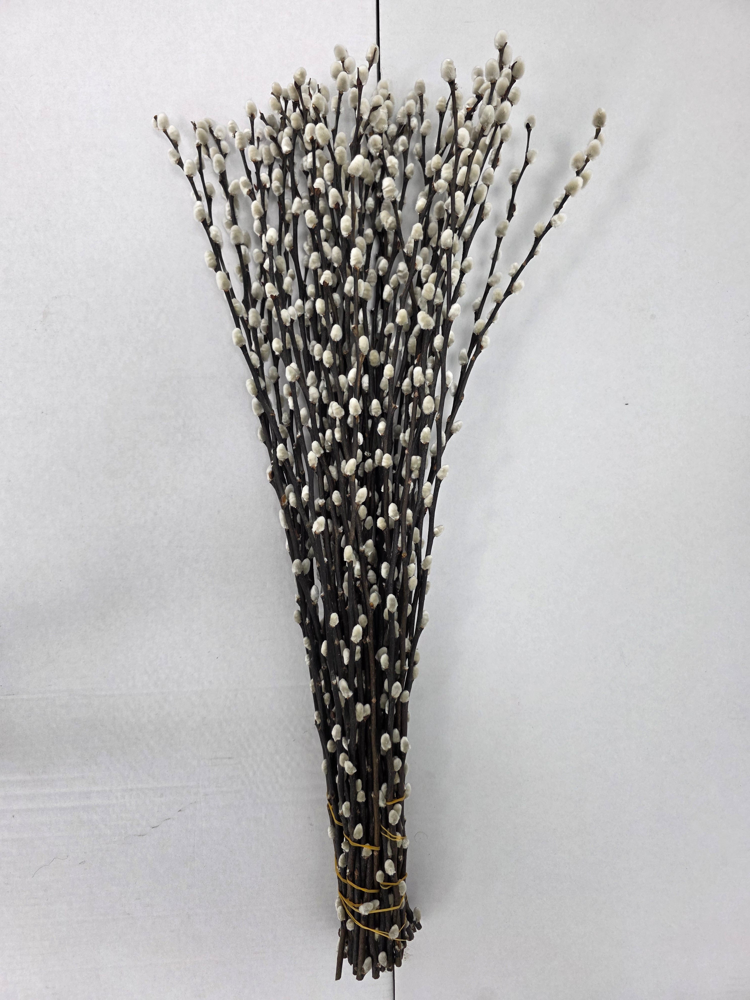 Salix Snow Flake 70cm