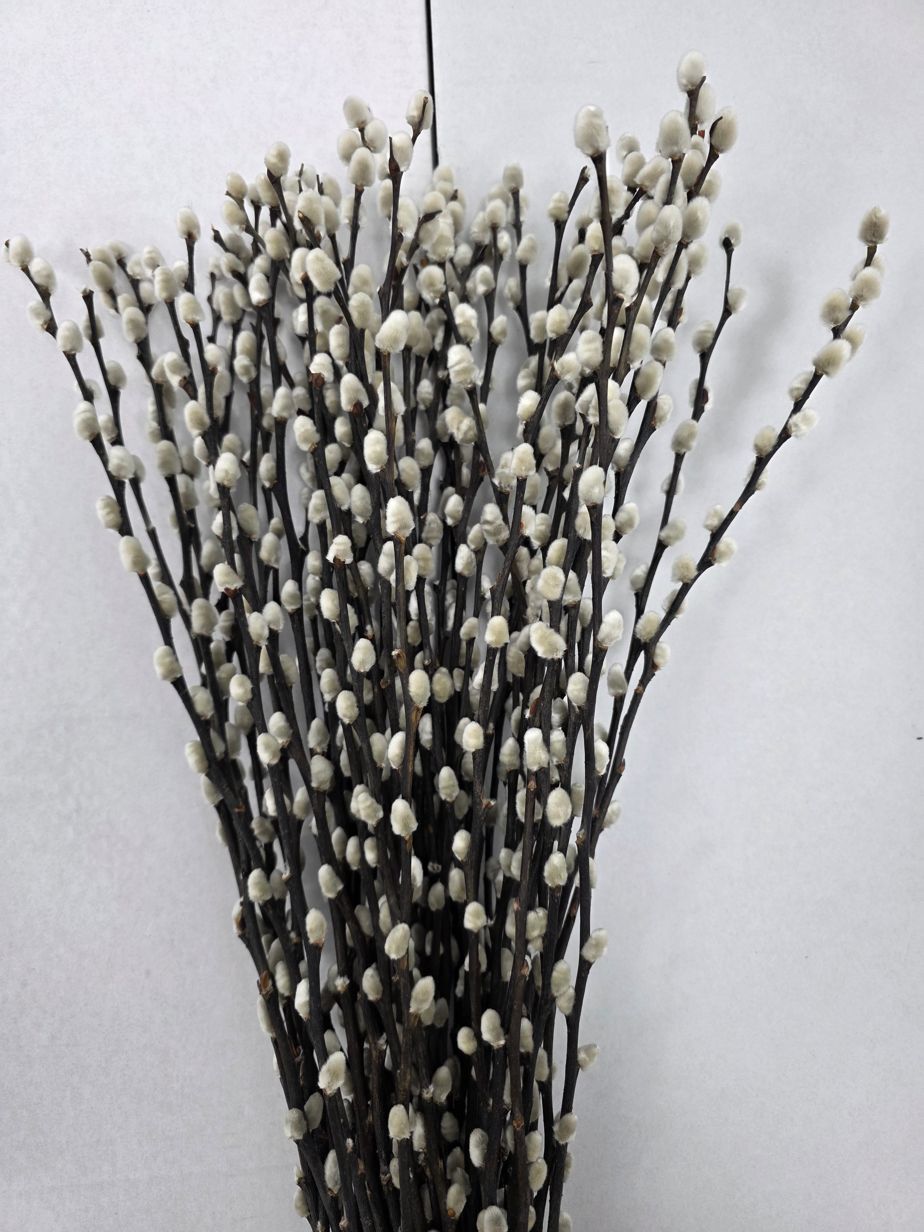 Salix Snow Flake 70cm