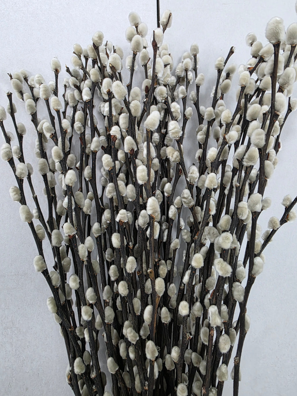 Salix Snow Flake 70cm