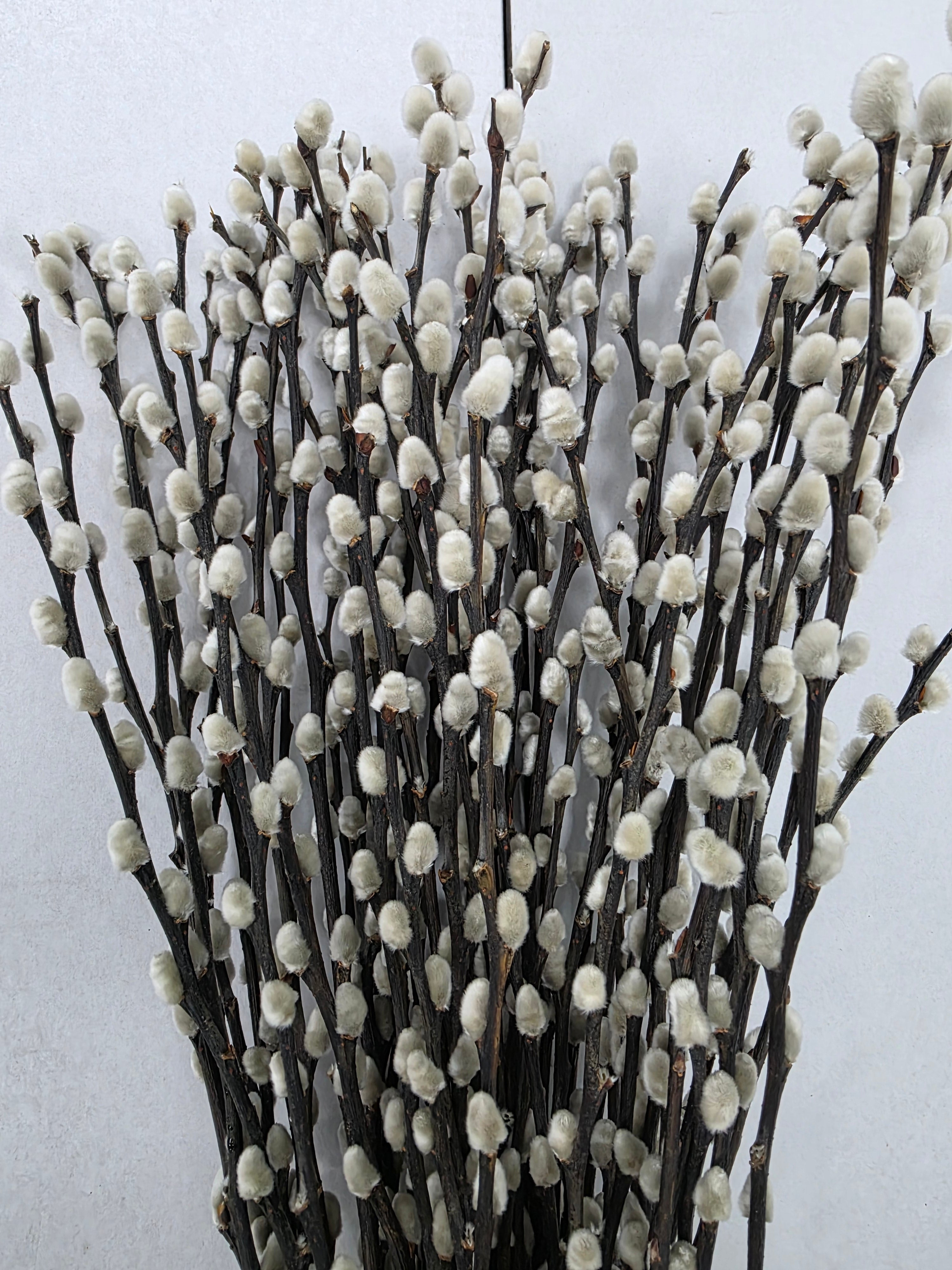 Salix Snow Flake 70cm