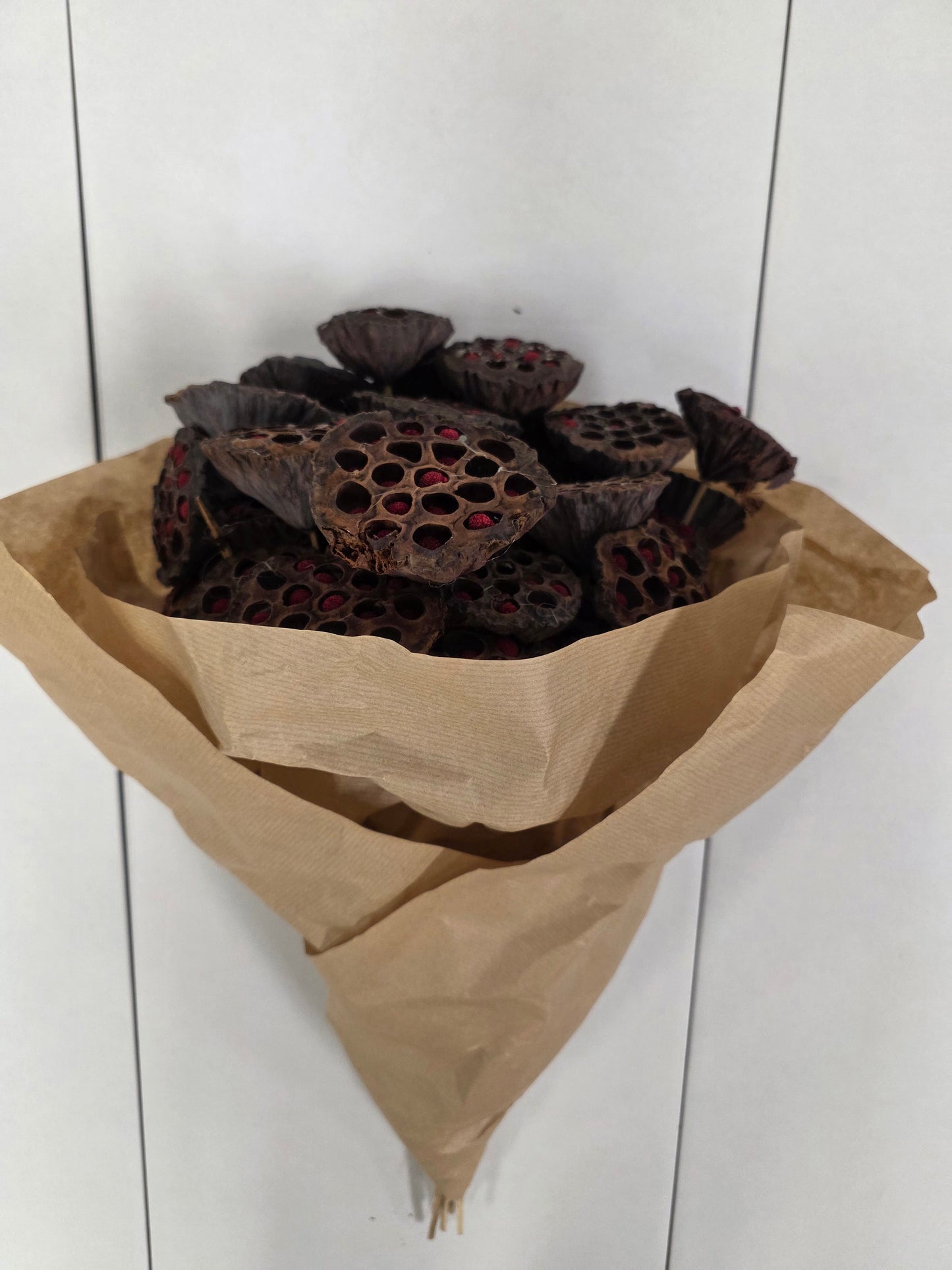 Dried Auricle Nature