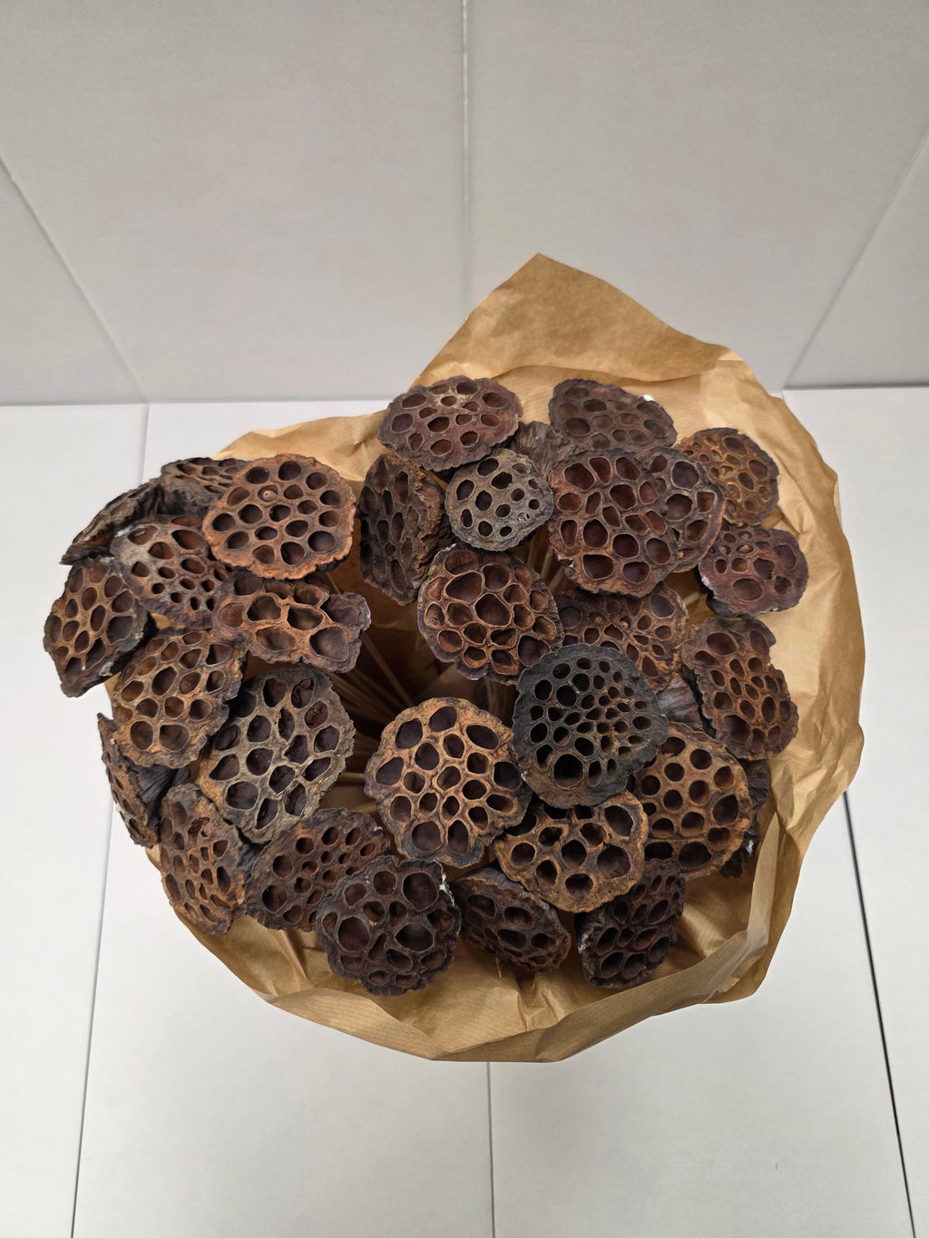 Dried Lotus Nature