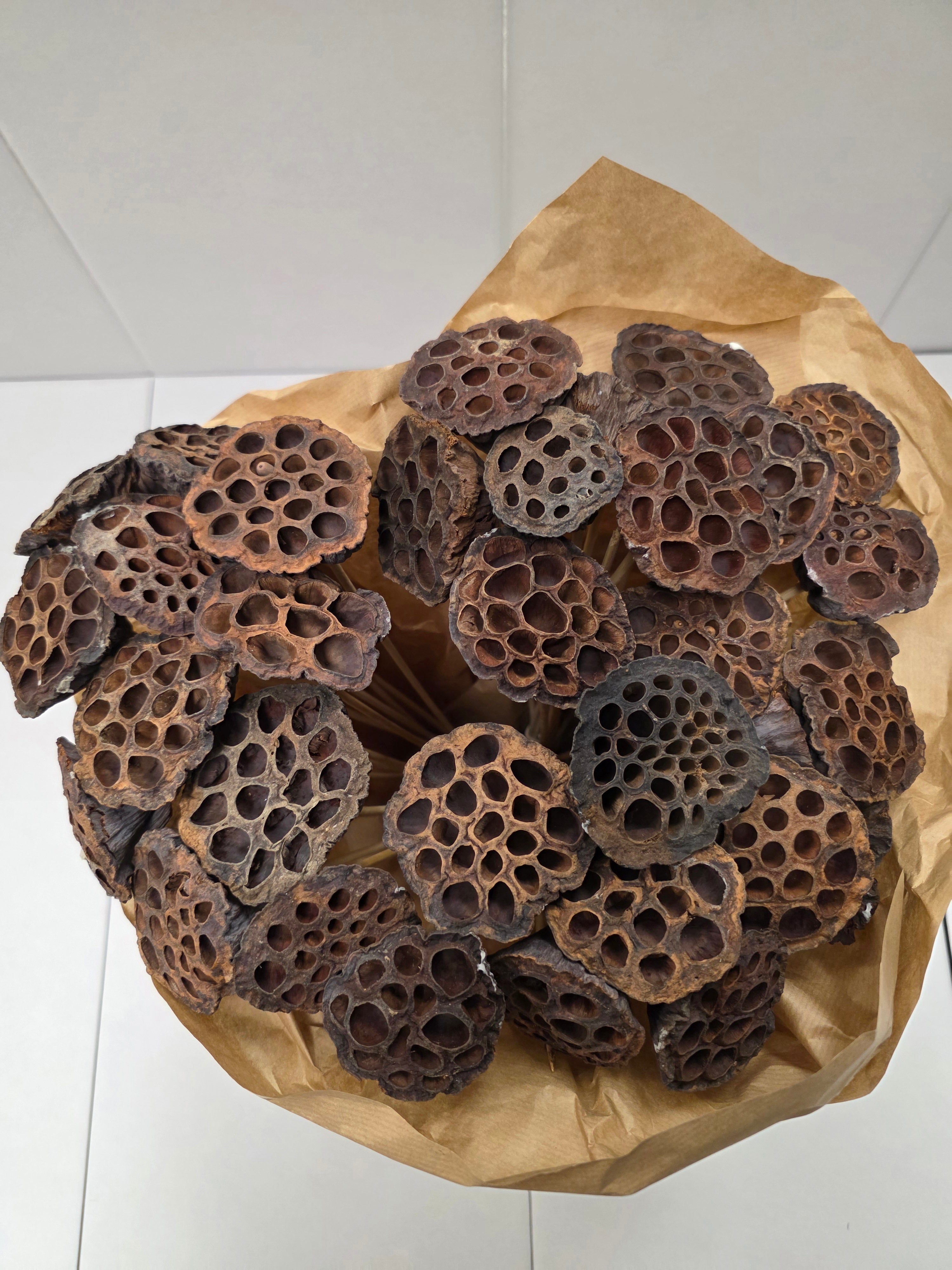 Dried Lotus Nature