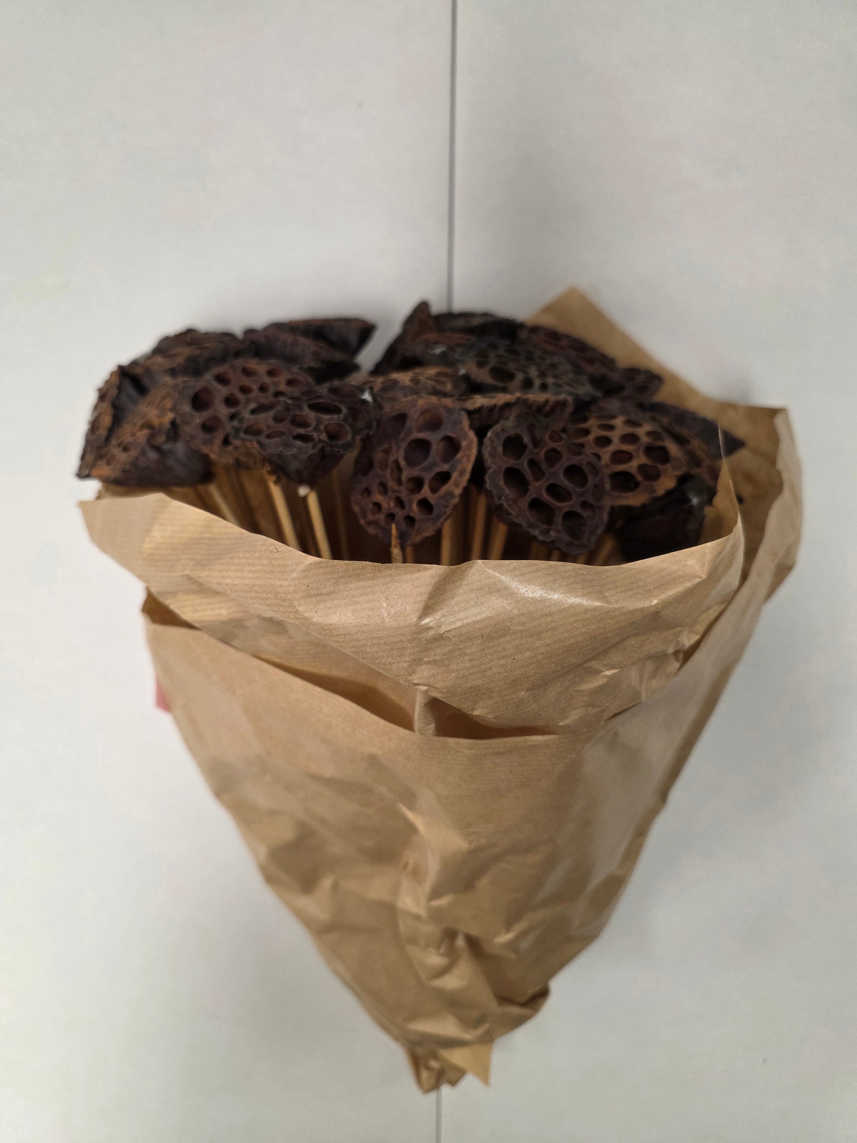 Dried Lotus Nature